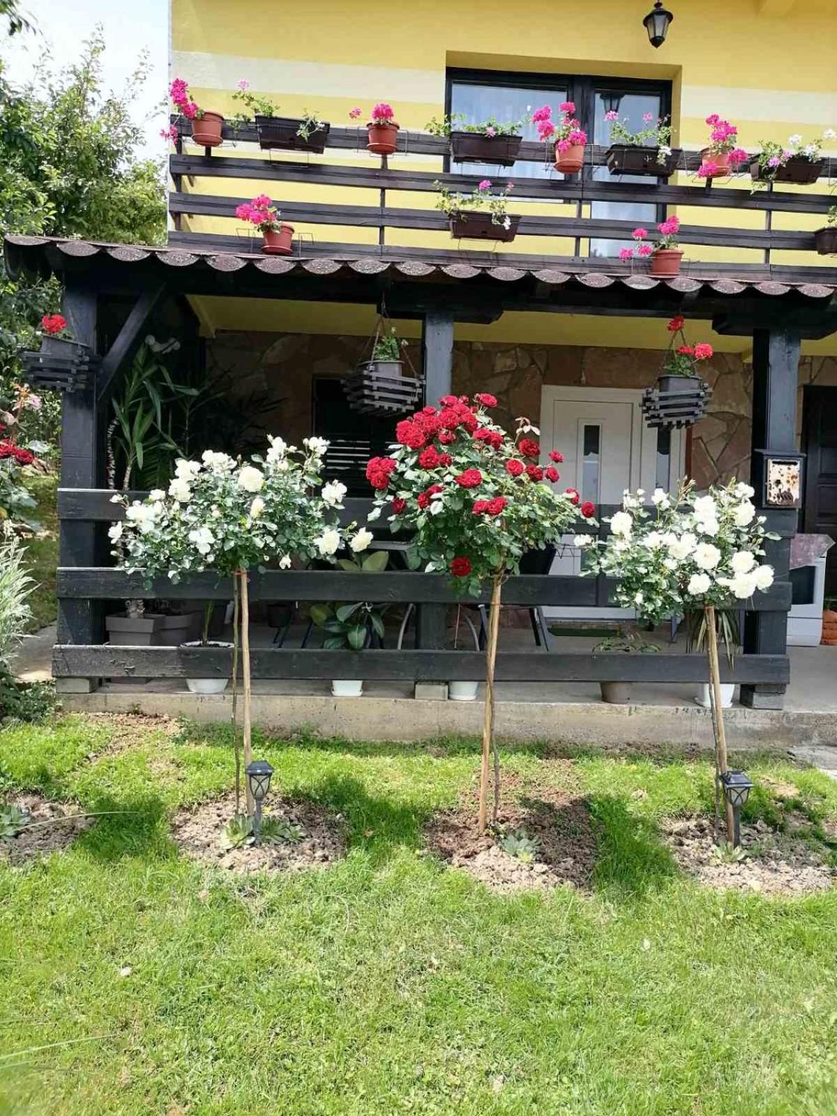 Guesthouse Djuro