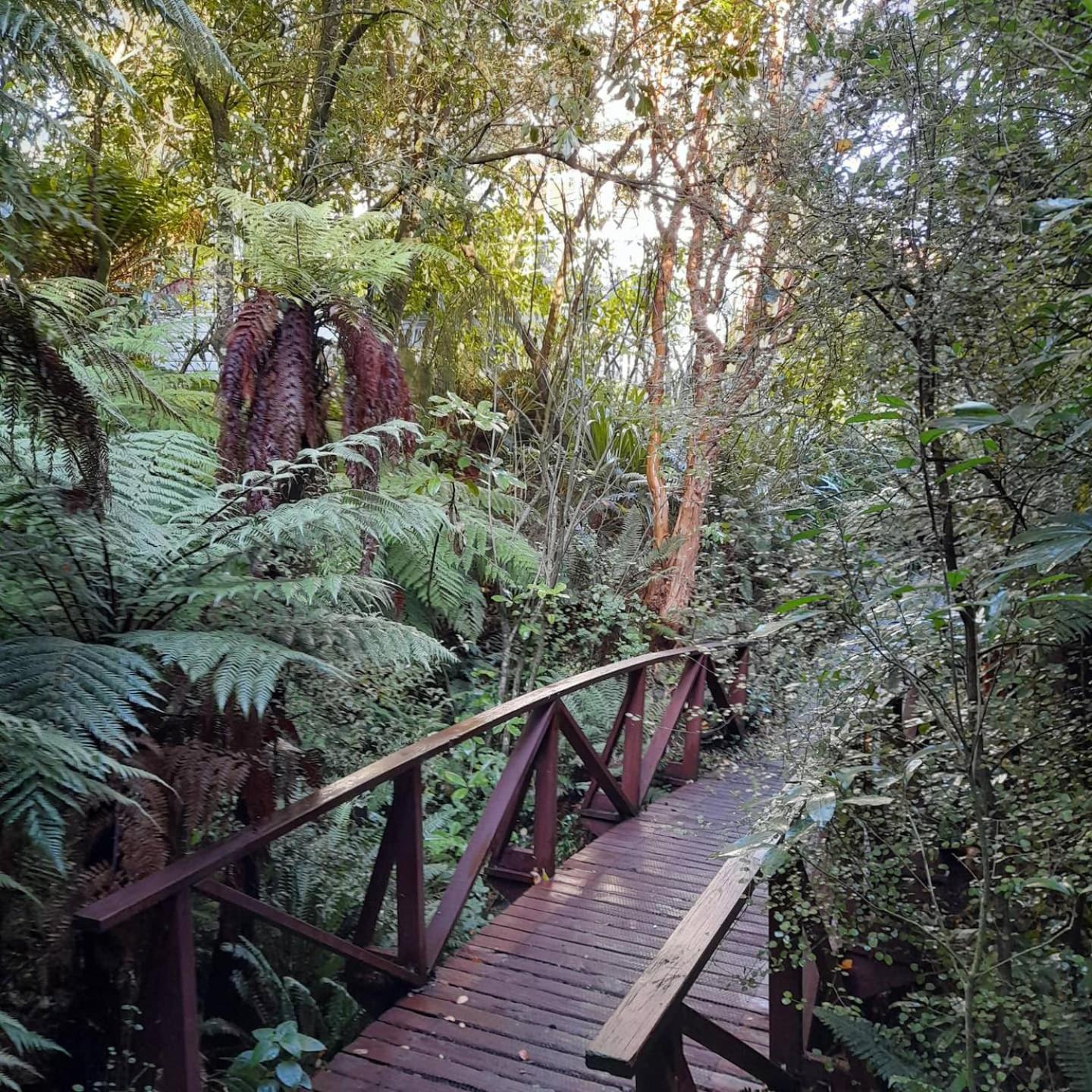 North Dunedin Woodland Sanctuary view 2