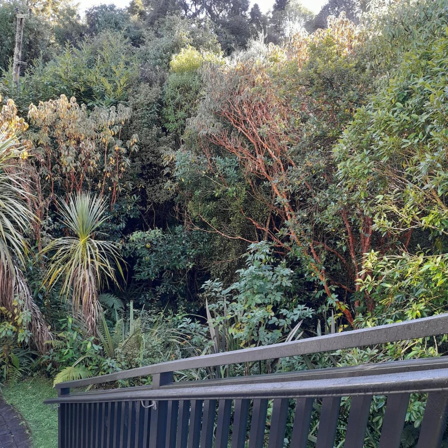 North Dunedin Woodland Sanctuary view 3