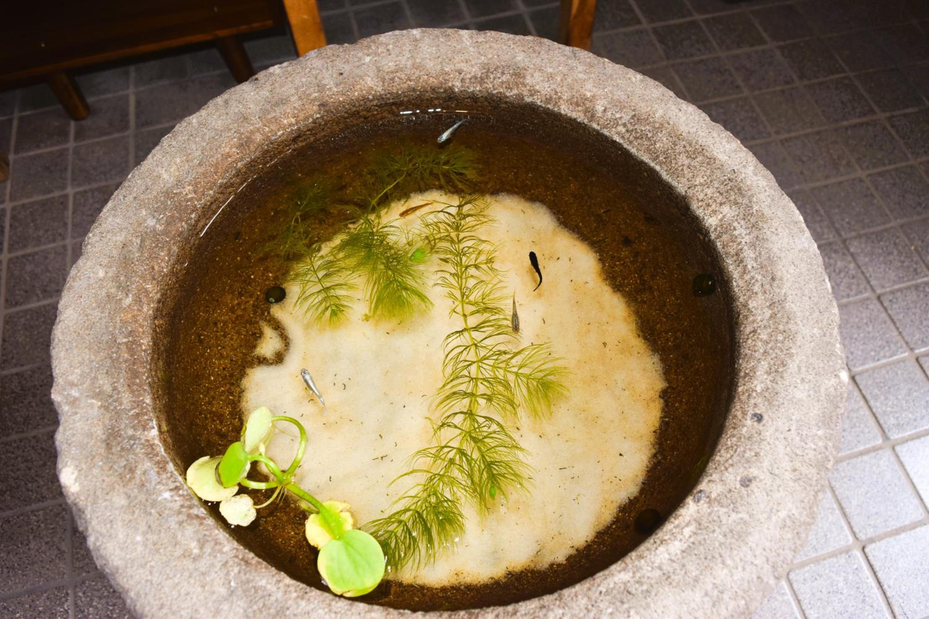 Atagoya