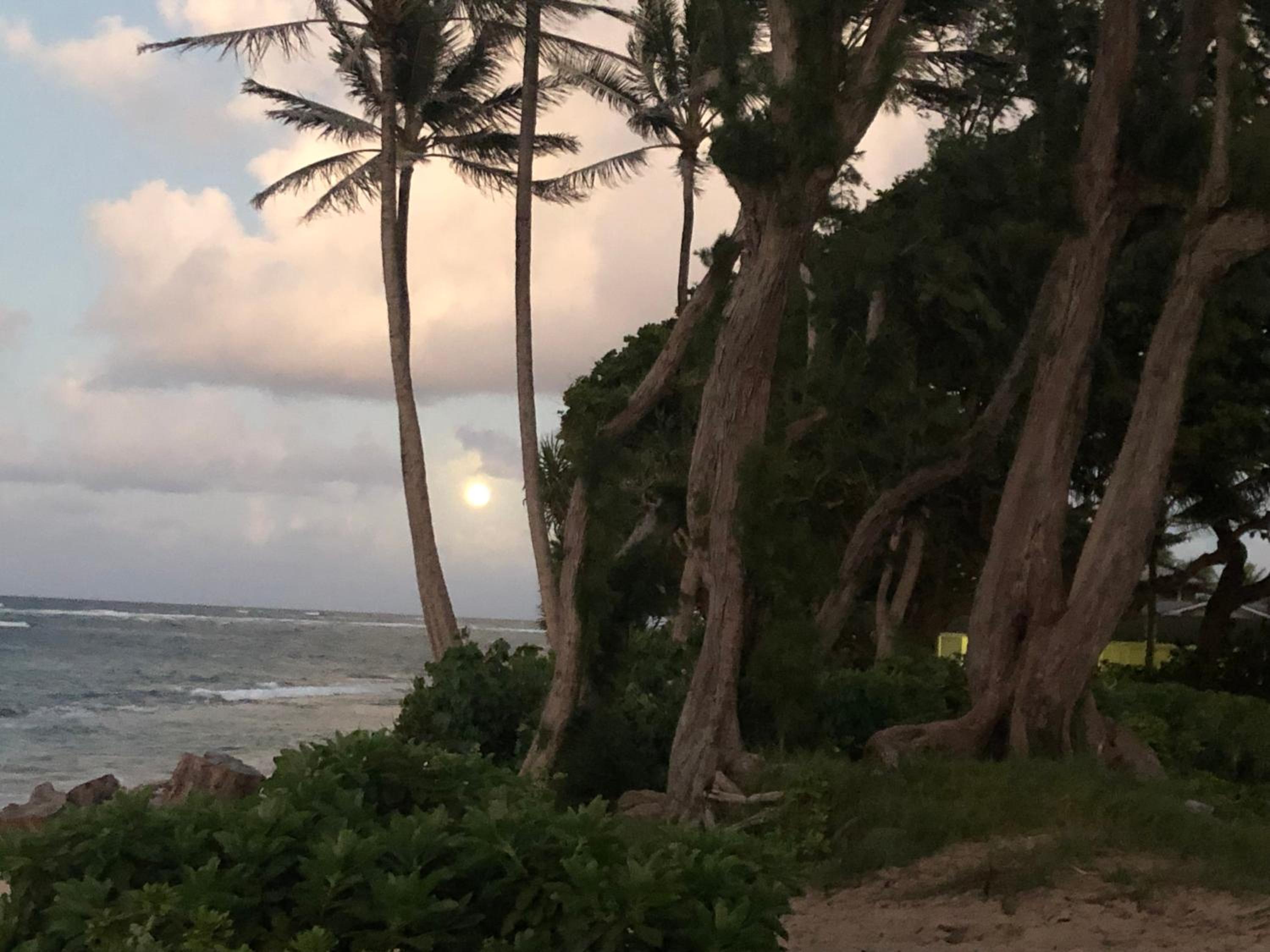 Tropical Treasure on a White Sandy Beach view 4