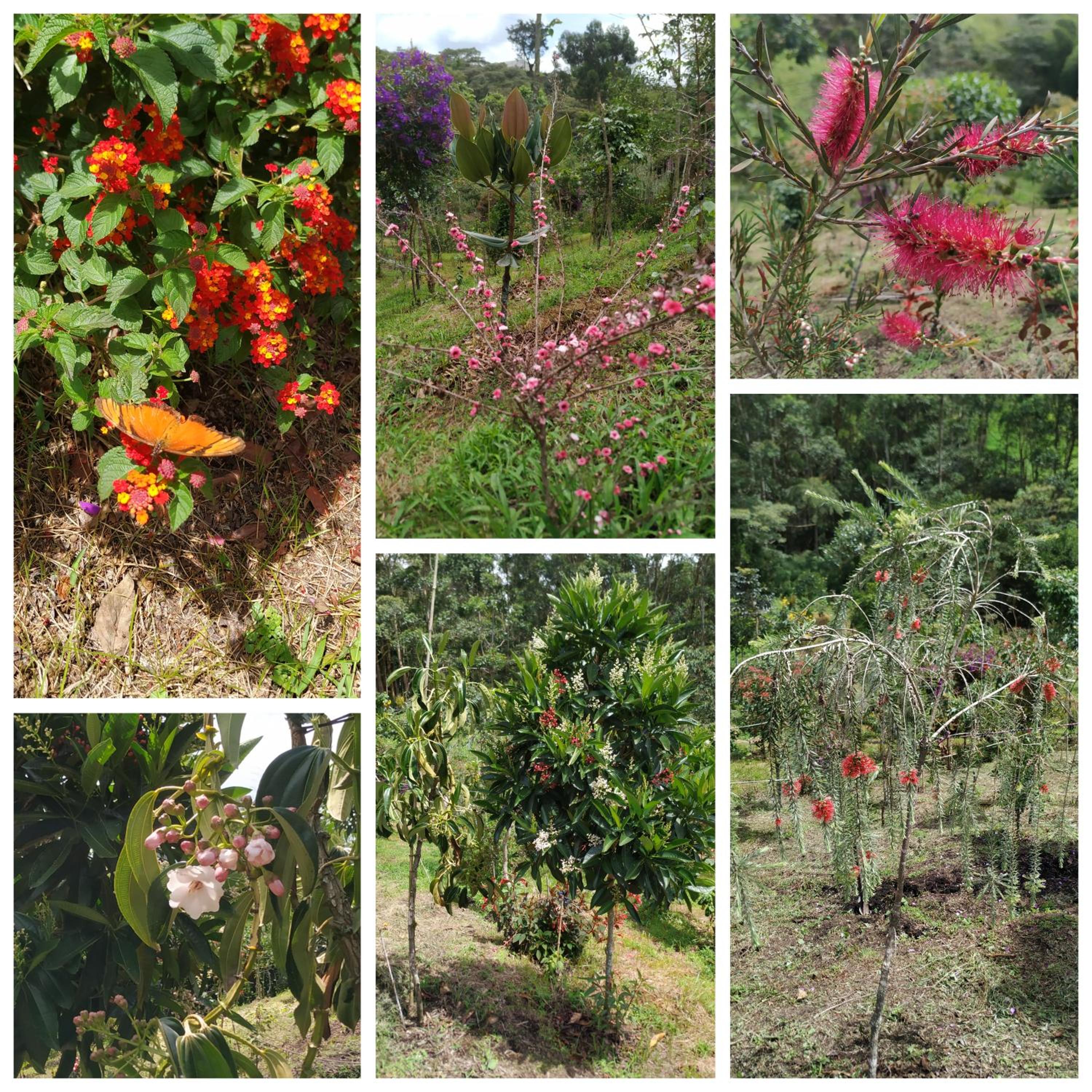 San José de las bromelias
