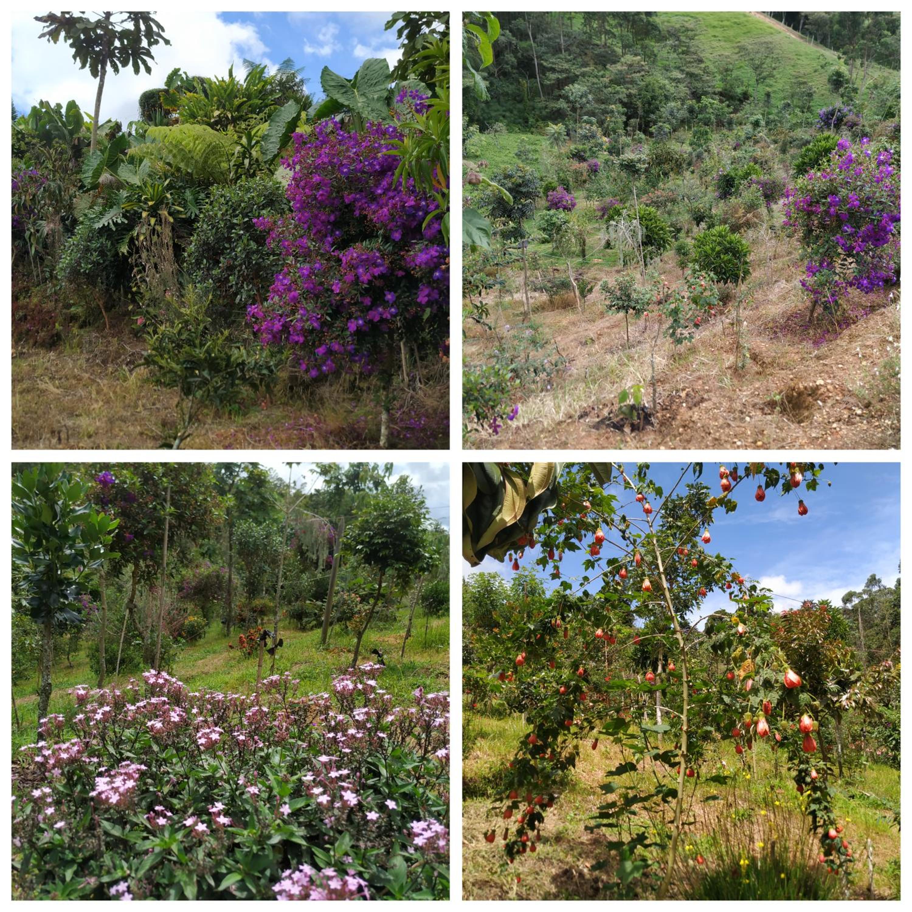 San José de las bromelias