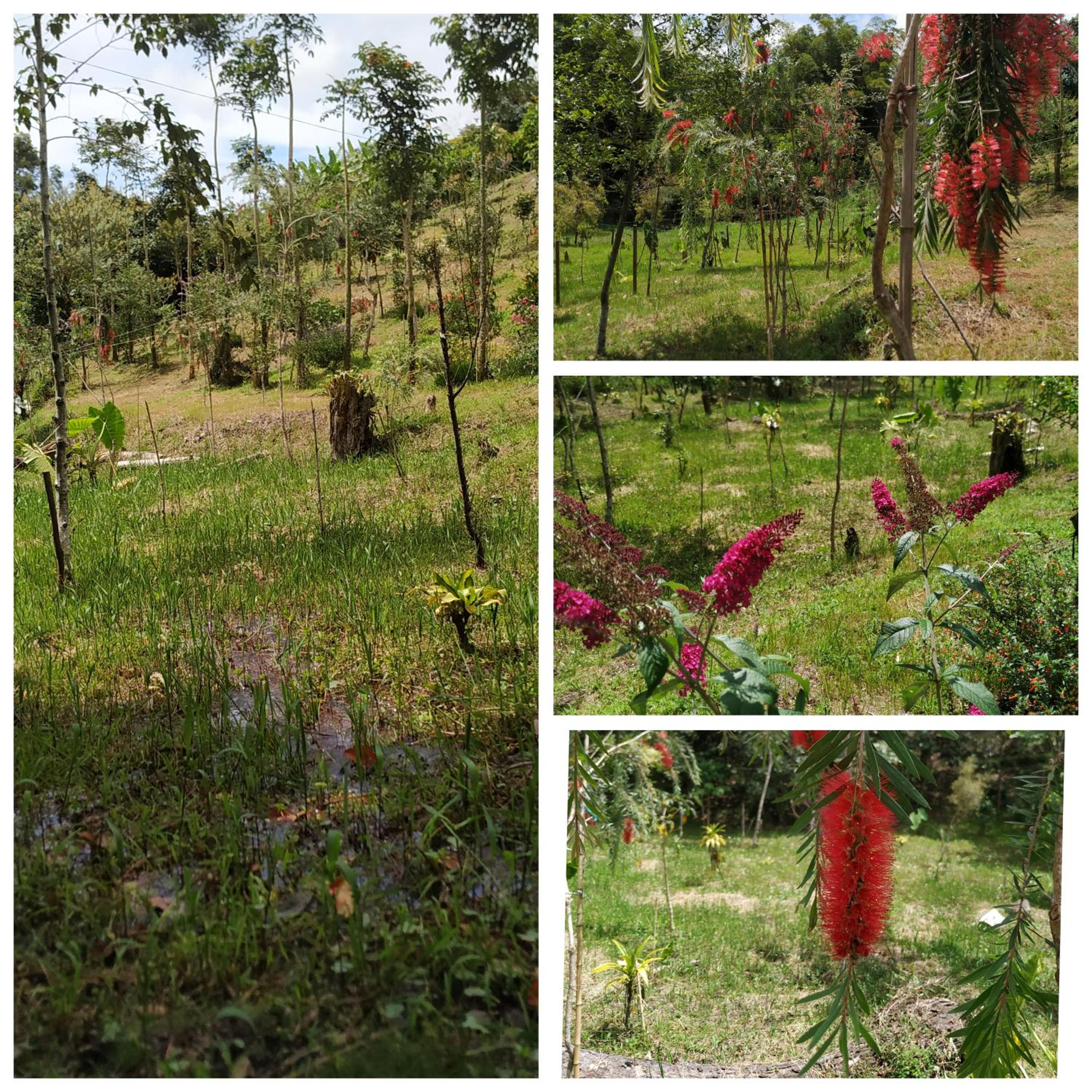 San José de las bromelias