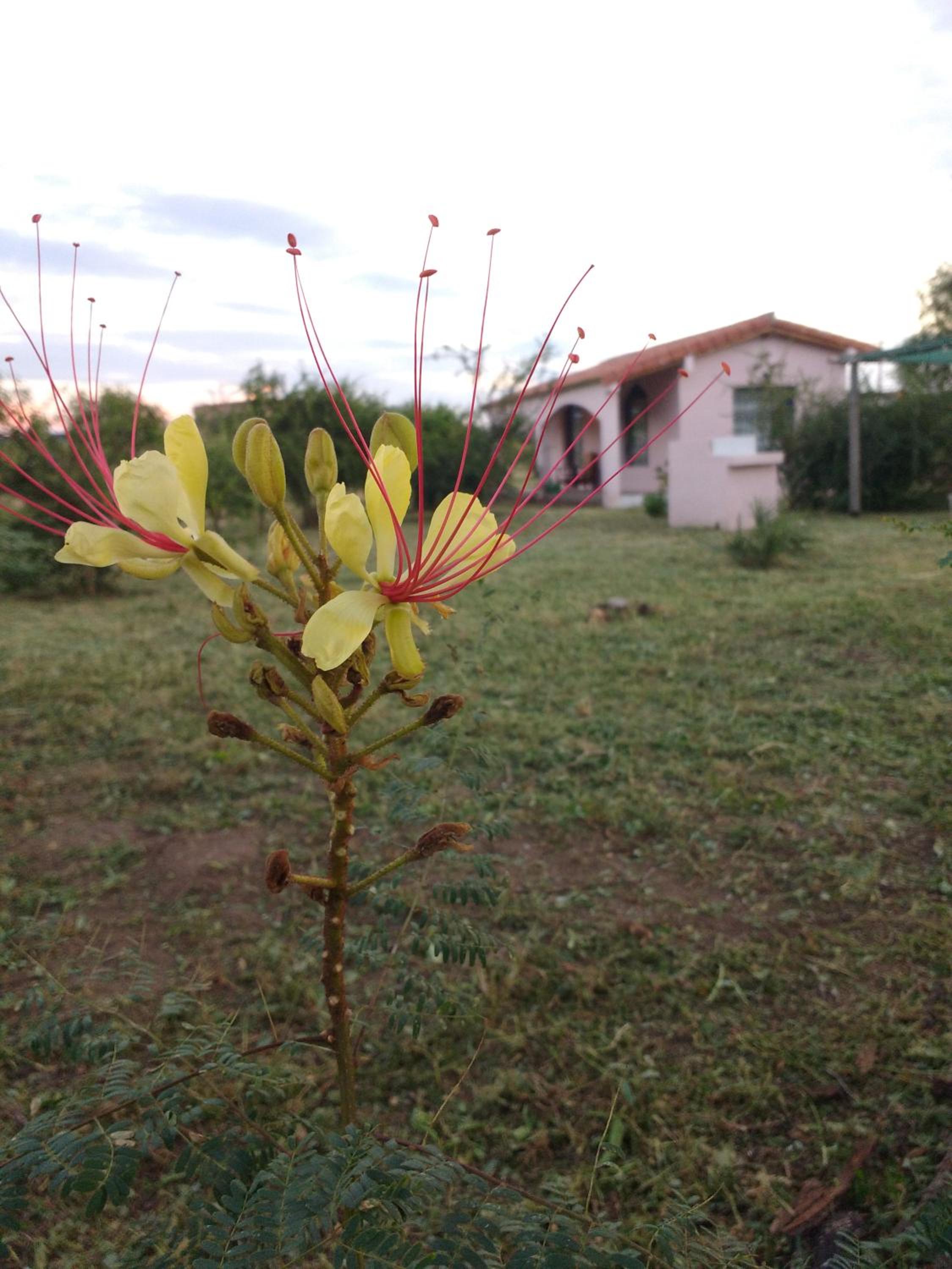 Casas de Epoca -Limerencia