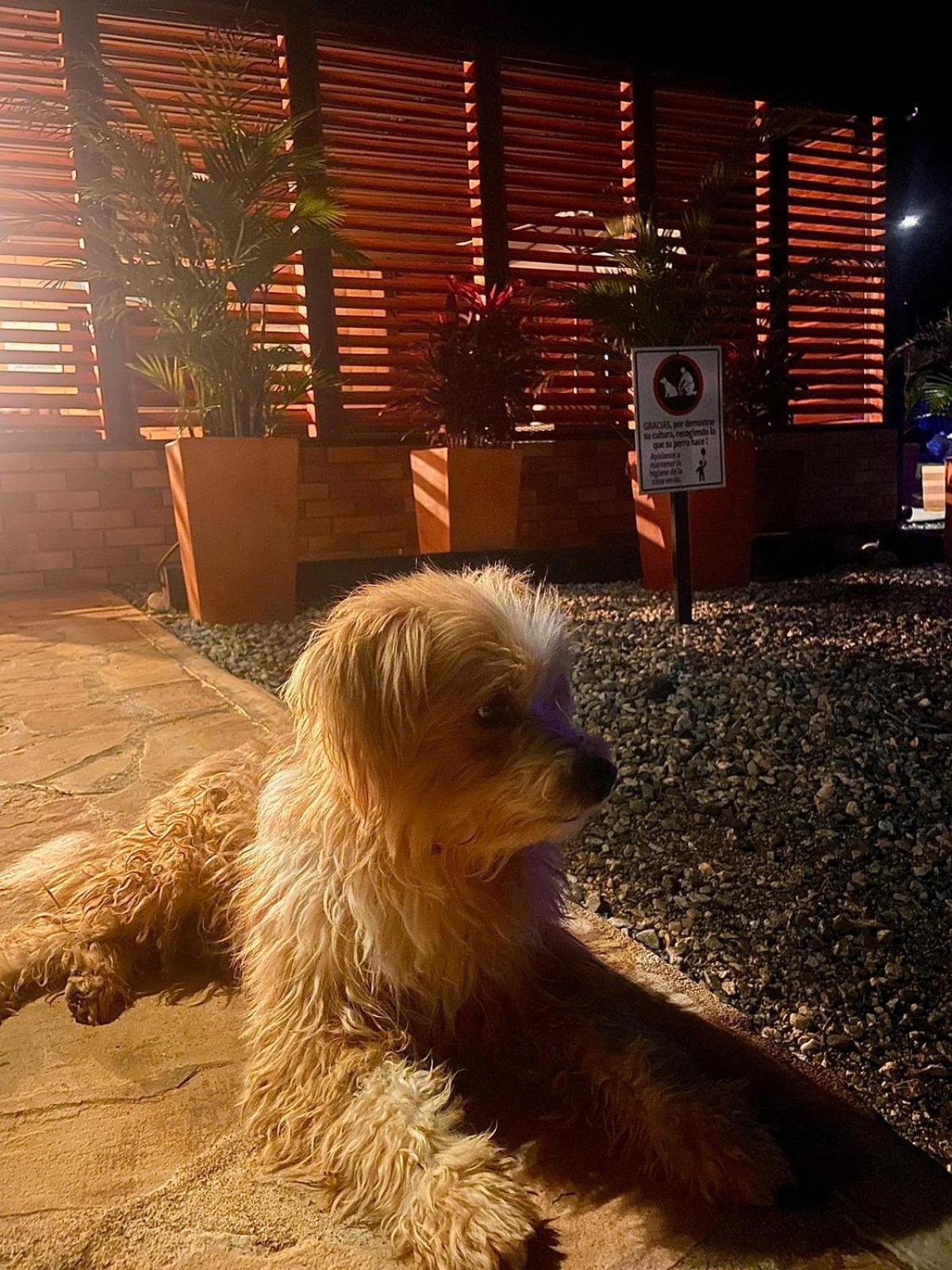 LUZ DE LUNA mesa de los santos house