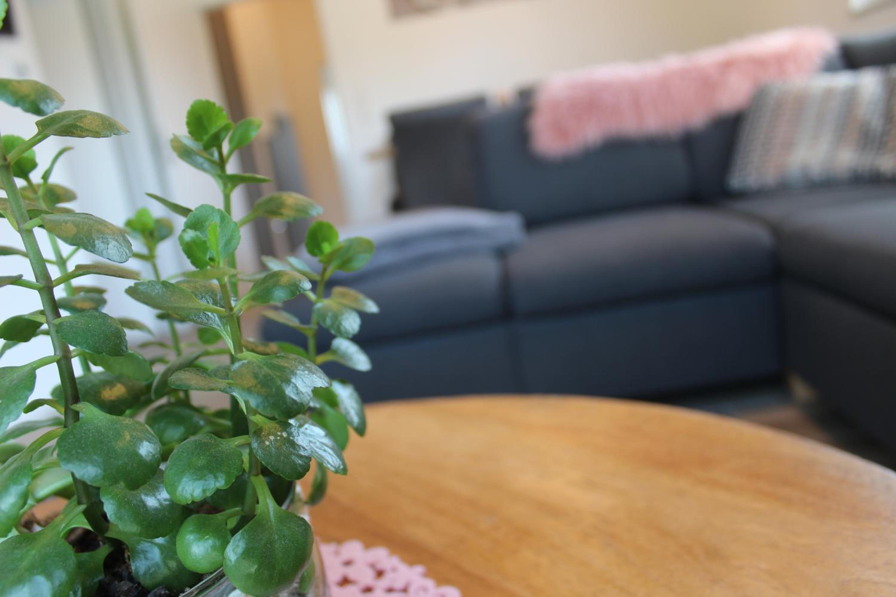 Ferienhaus Seehuis, Sauna, angeln, familienfreundlich