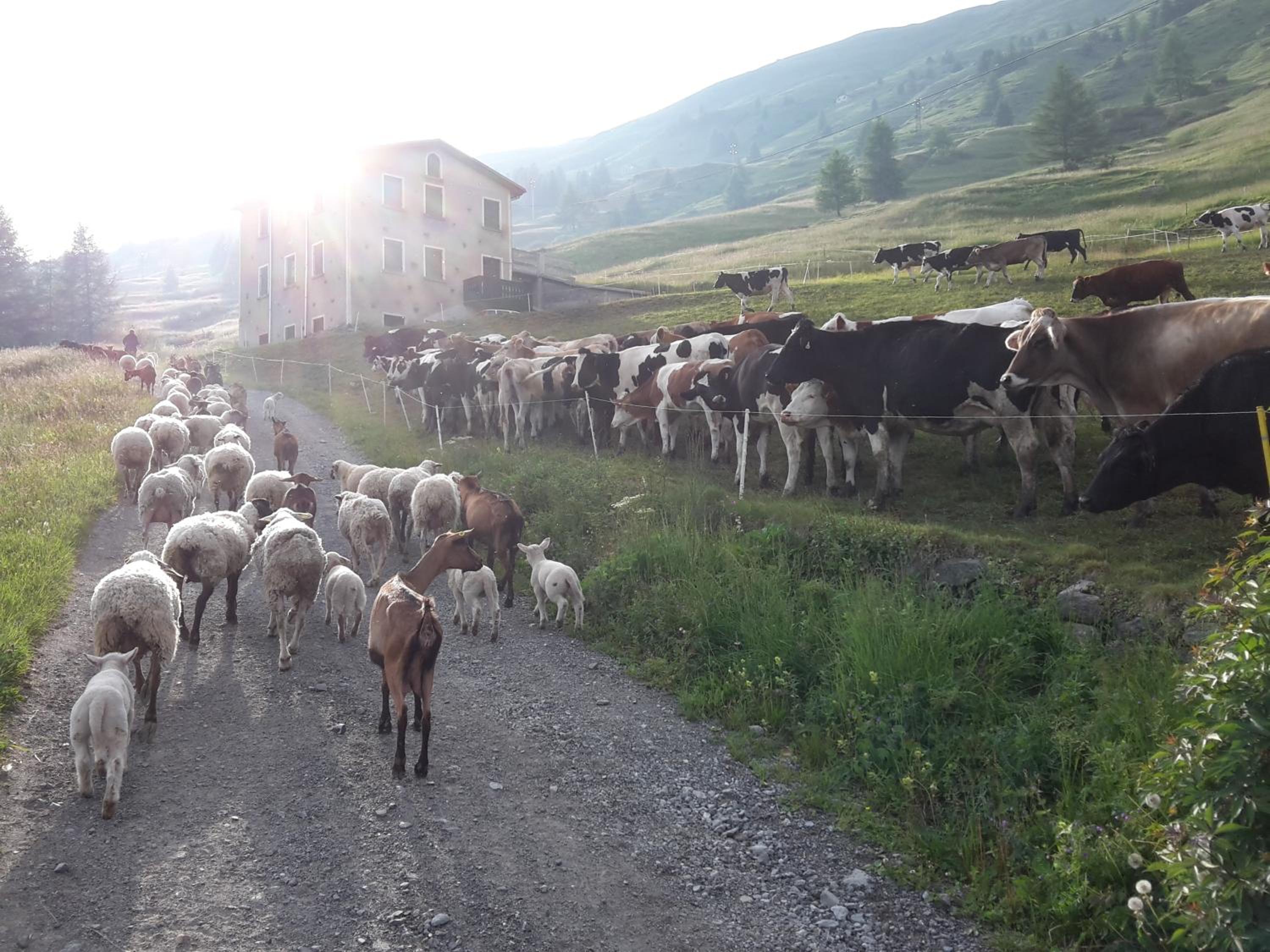 Agriturismo Raethia