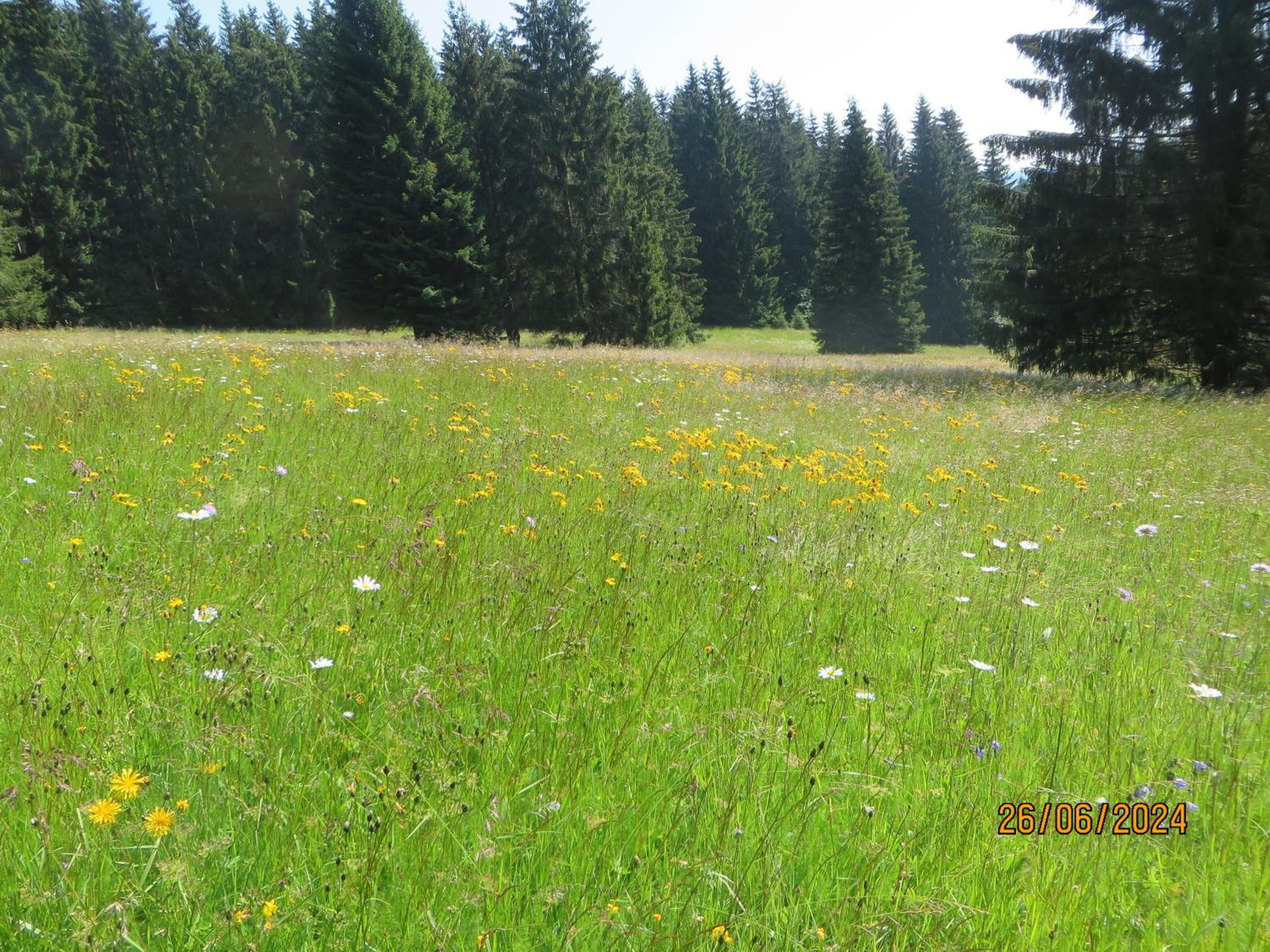 Bergblick