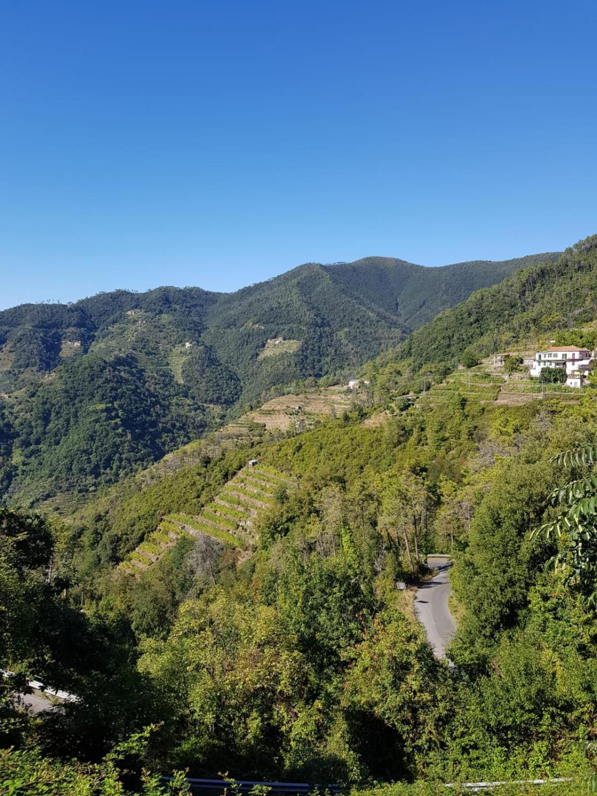 Menta Cinque Terre photo 3