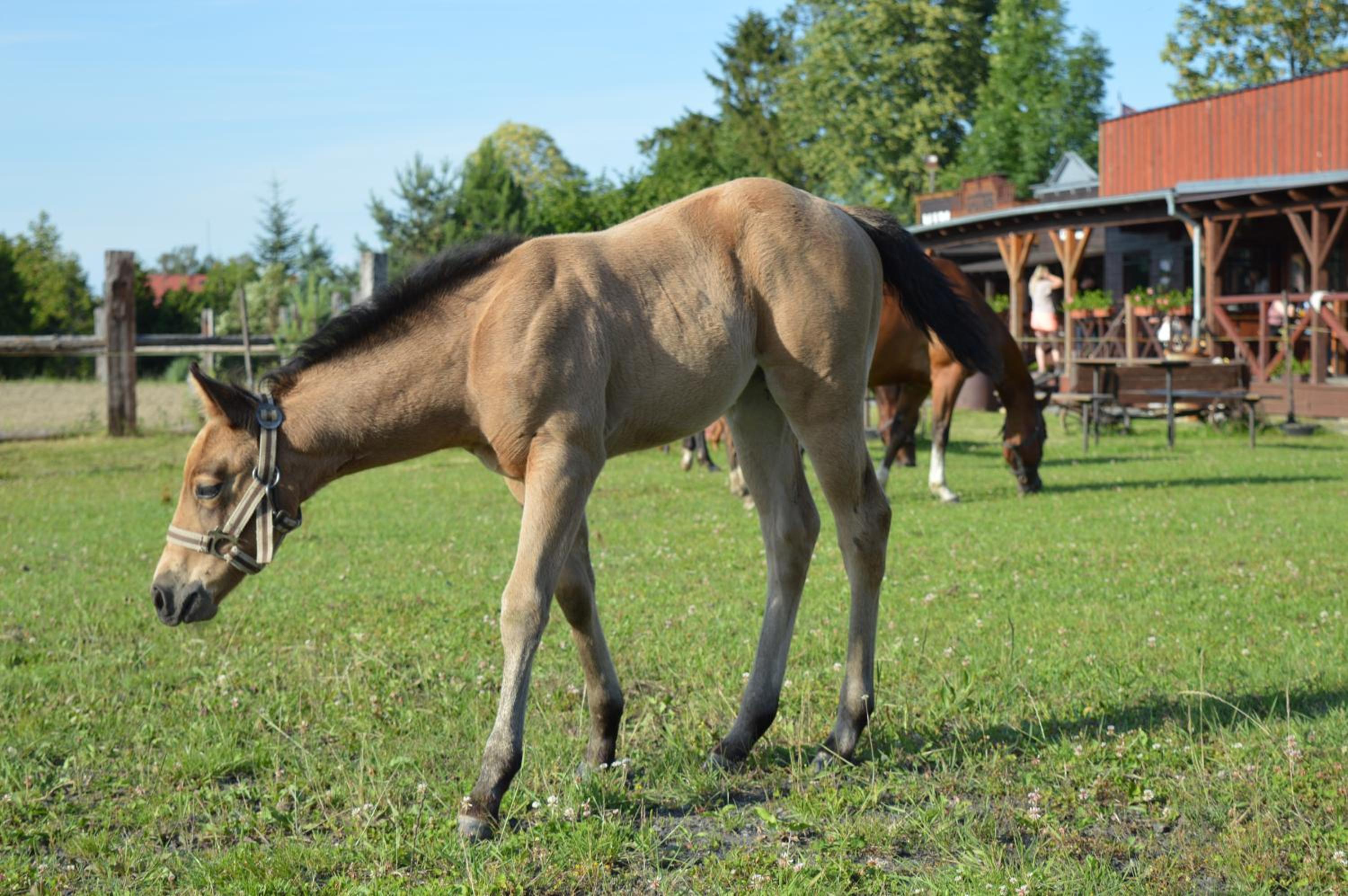 BUBLA CITY RANCH