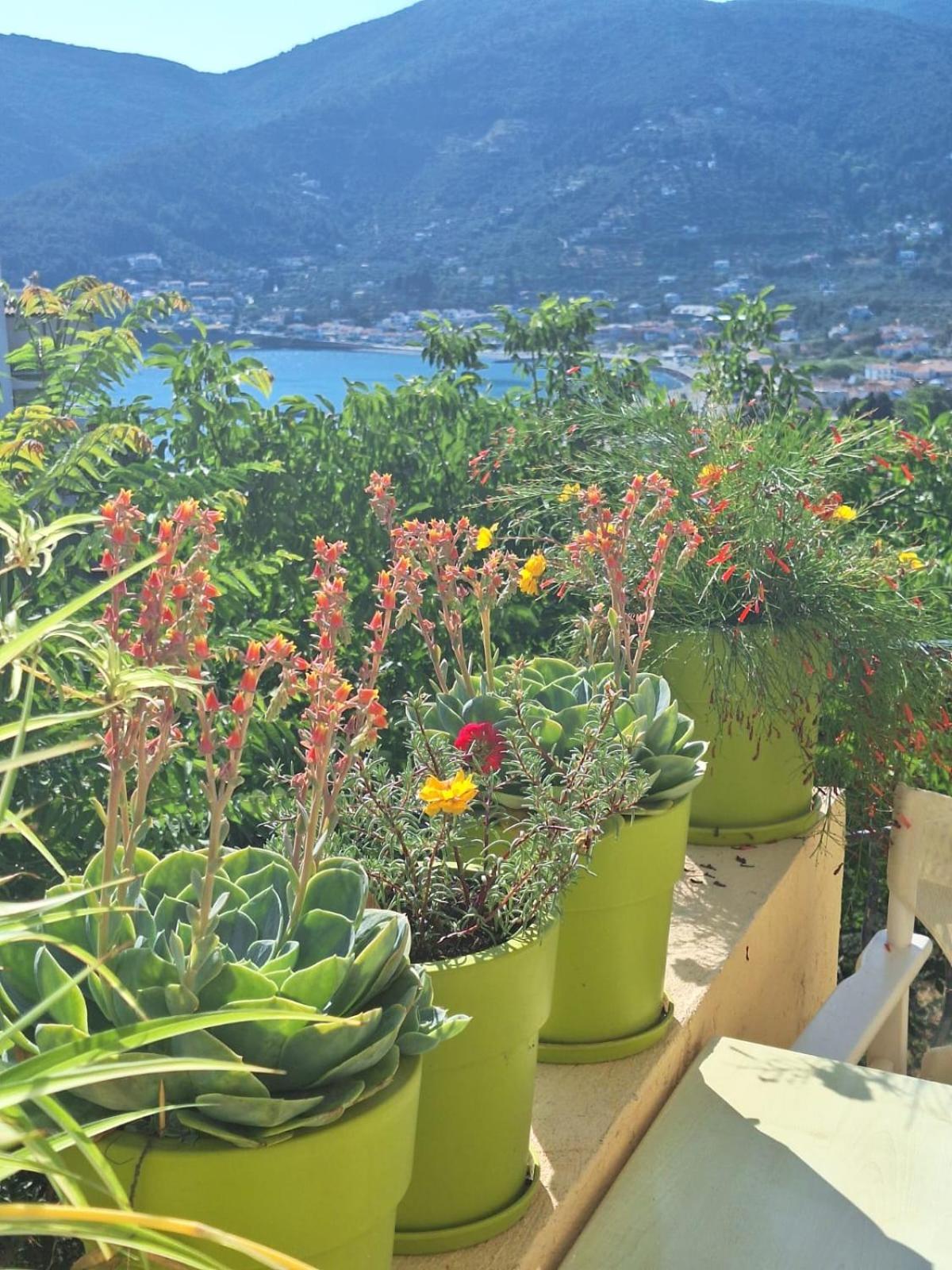 Marchie's Place - Spacious one bedroom apartment for rent on Skopelos Island photo 4