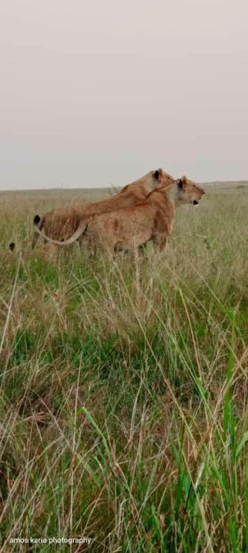 Osono African safari