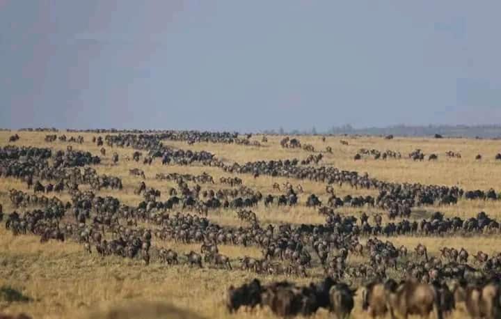 Osono African safari