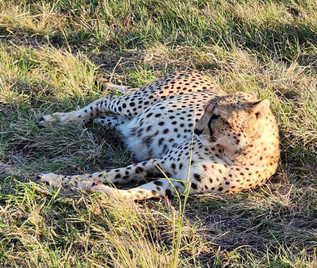 Osono African safari