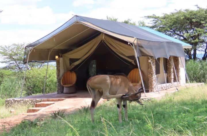 Osono African safari