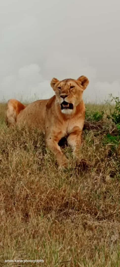 Osono African safari
