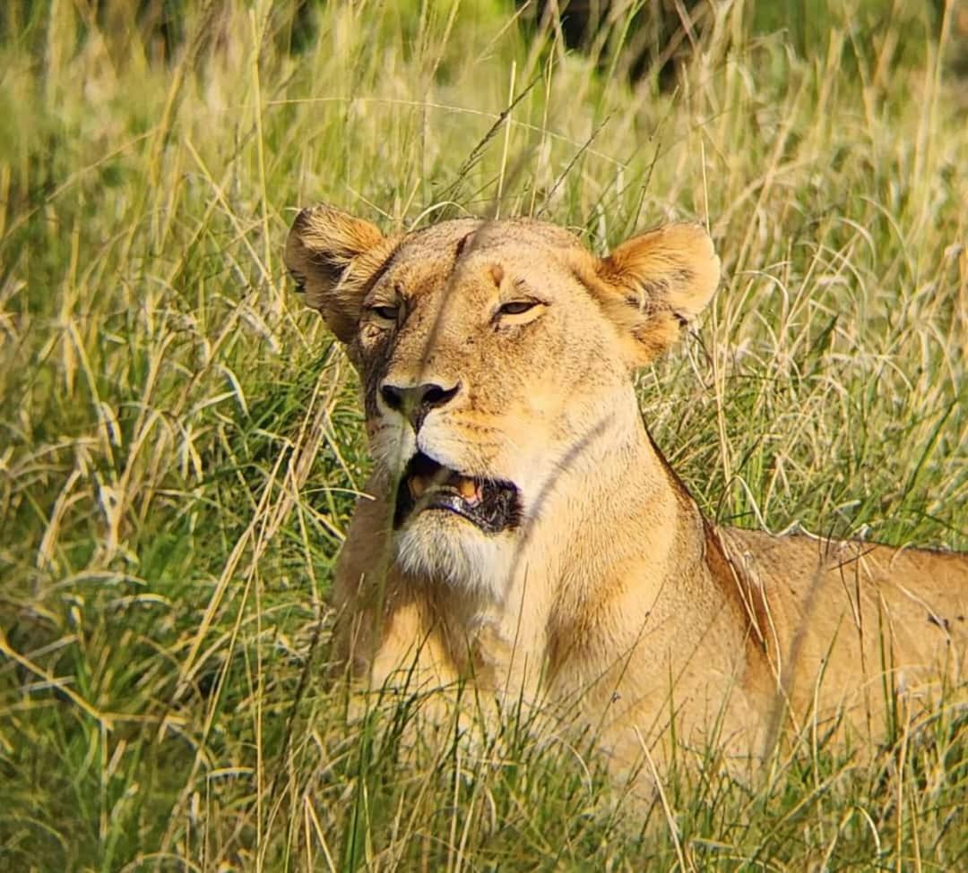 Osono African safari