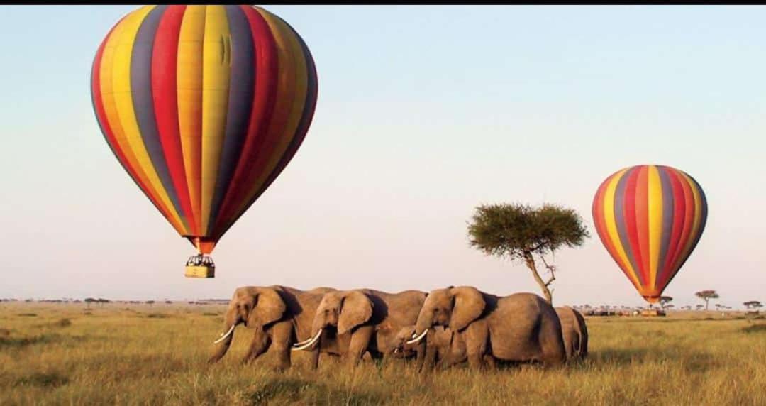 Osono African safari