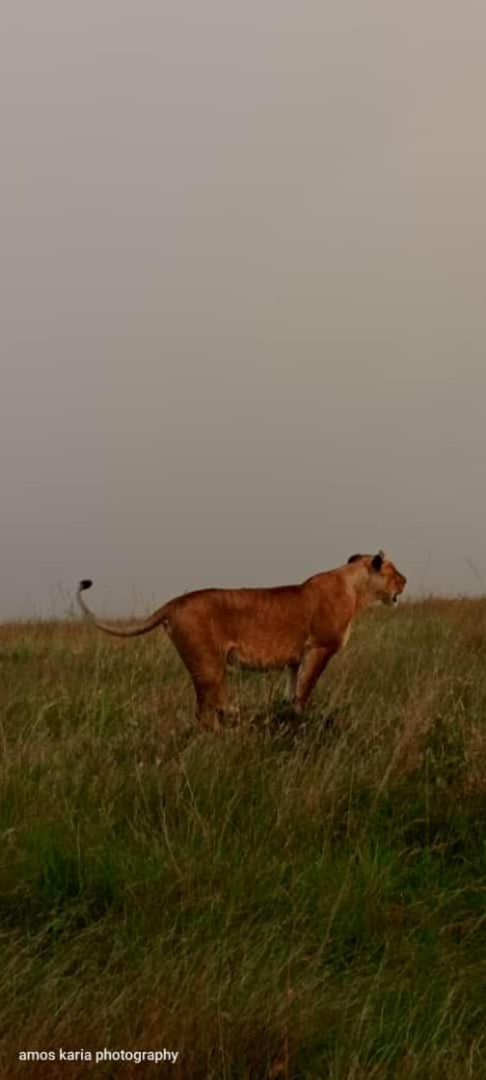 Osono African safari