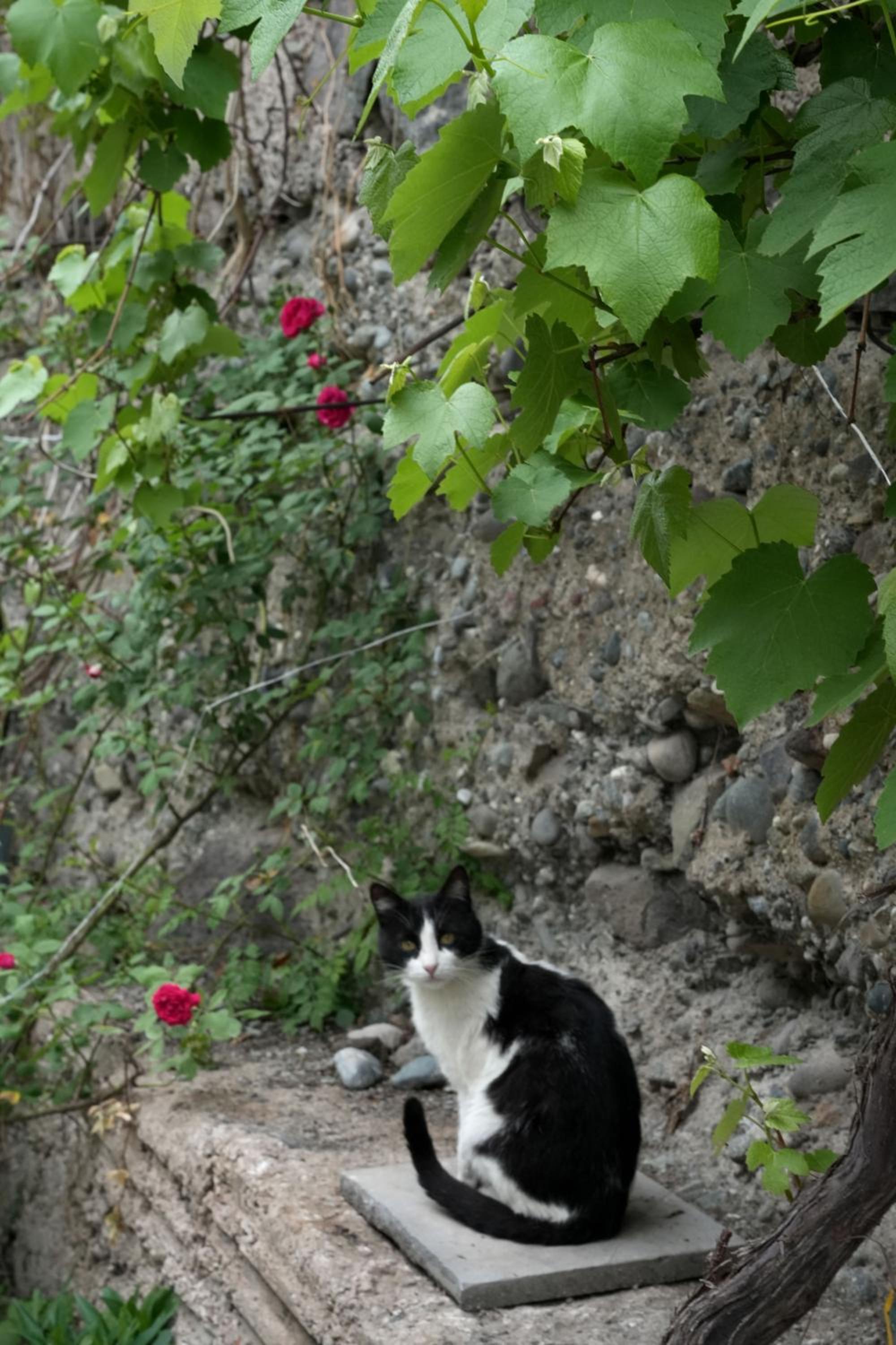 IRIS B&B in DEBED CANYON
