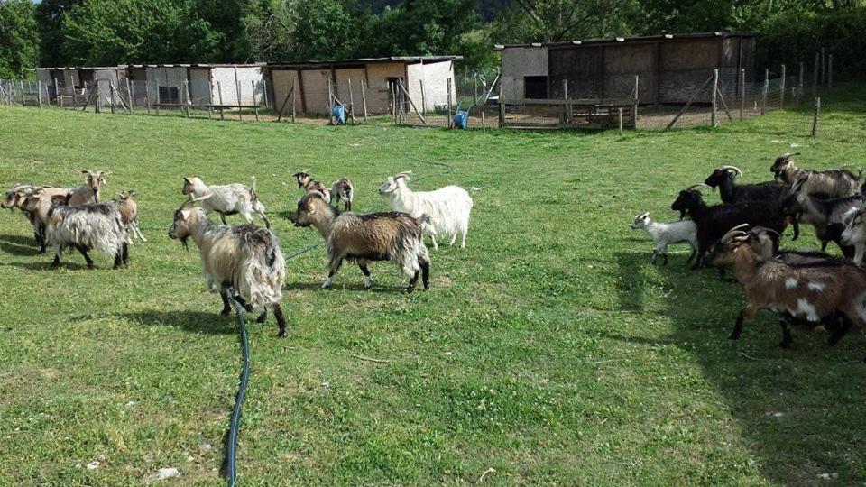 Agriturismo Cashmere