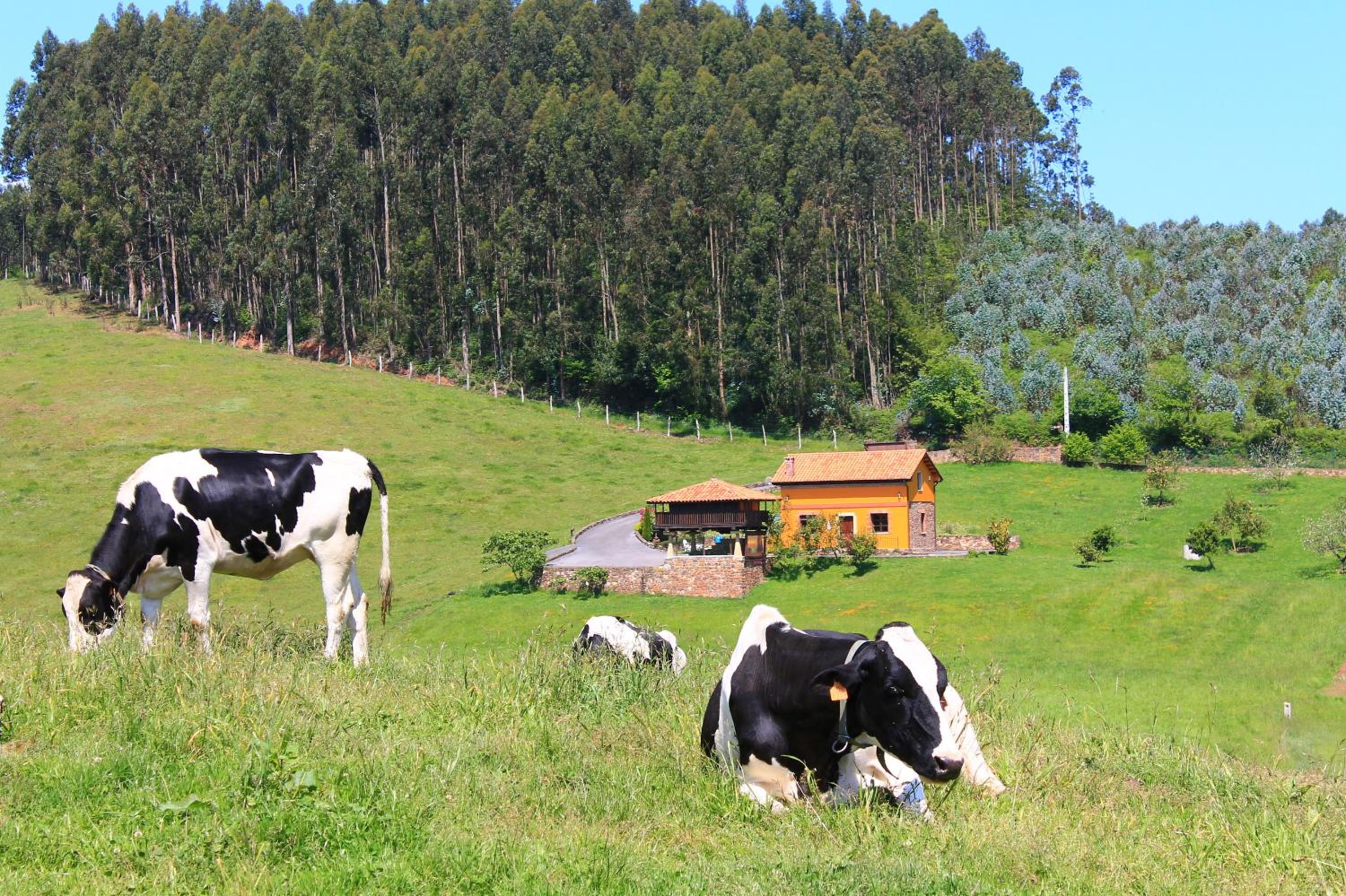 La Llosa