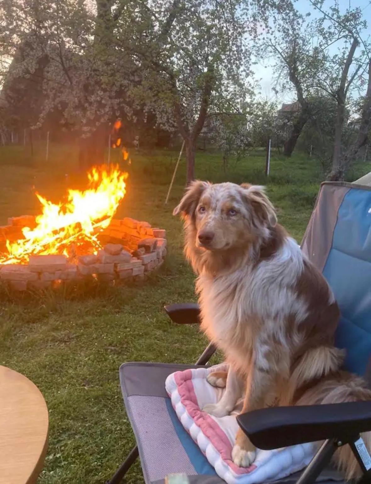VillaHarmony wartet auf Familien mit Hund!