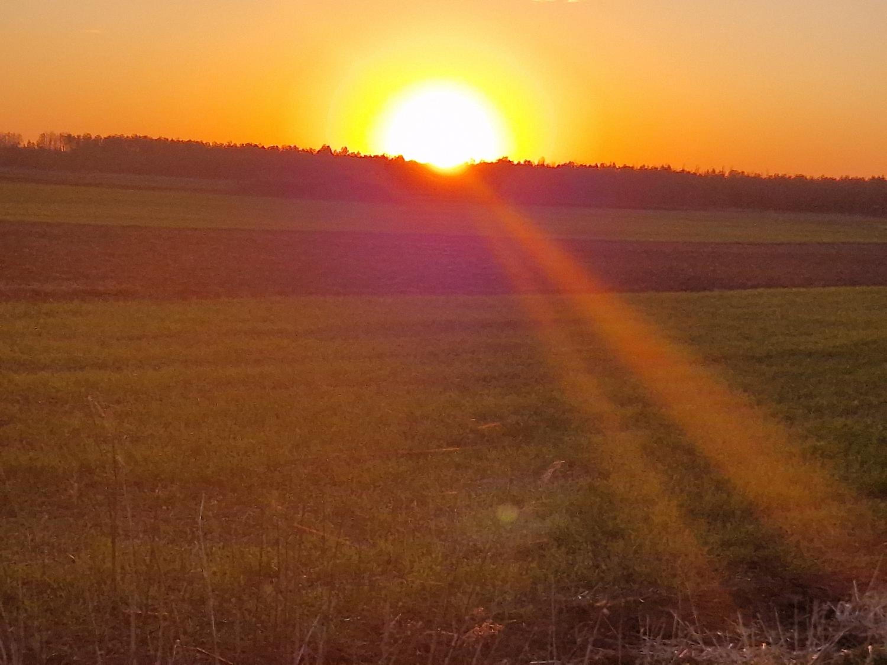 Cielavas ligzda