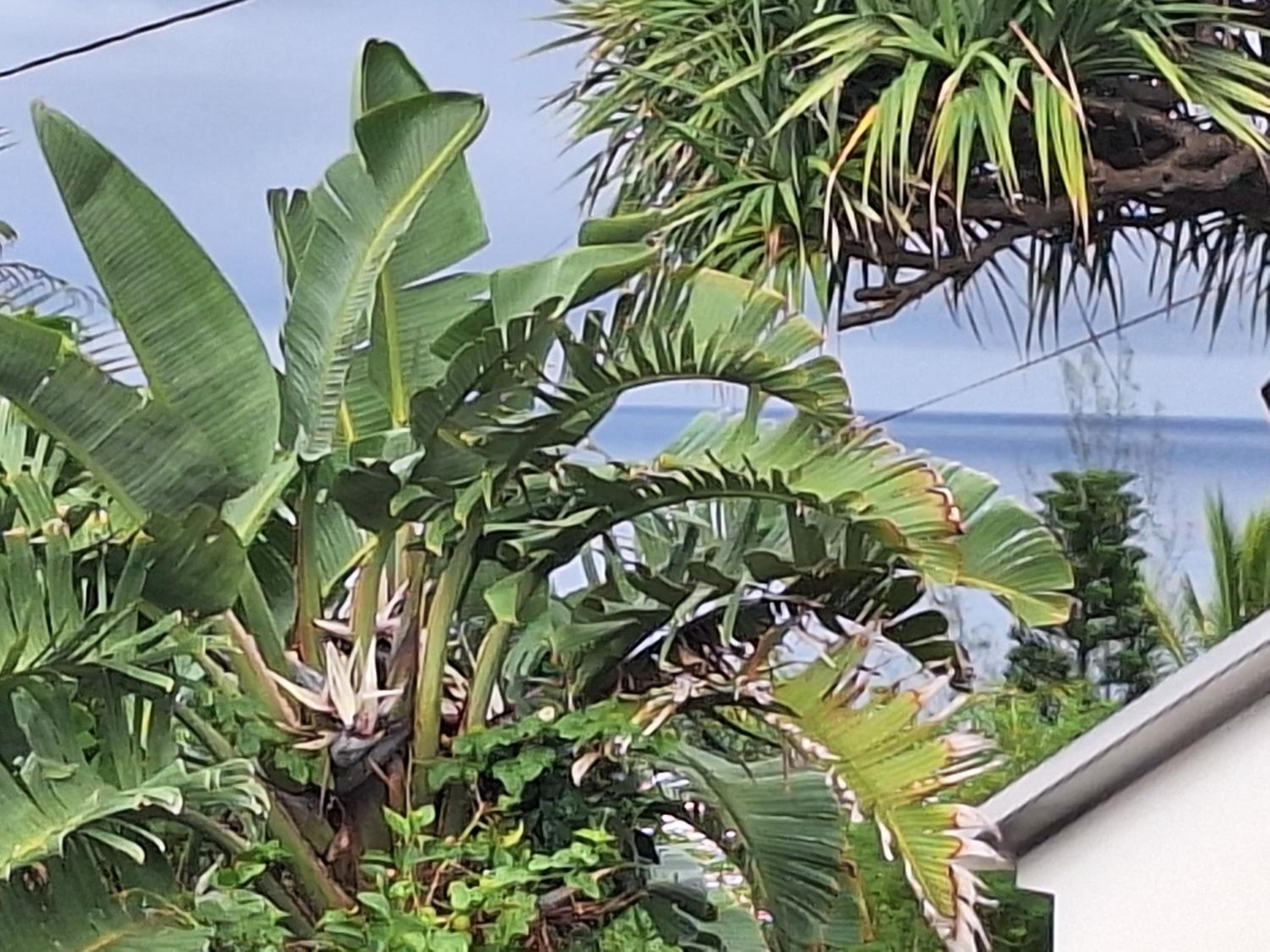 L'Etoile du piton view 2