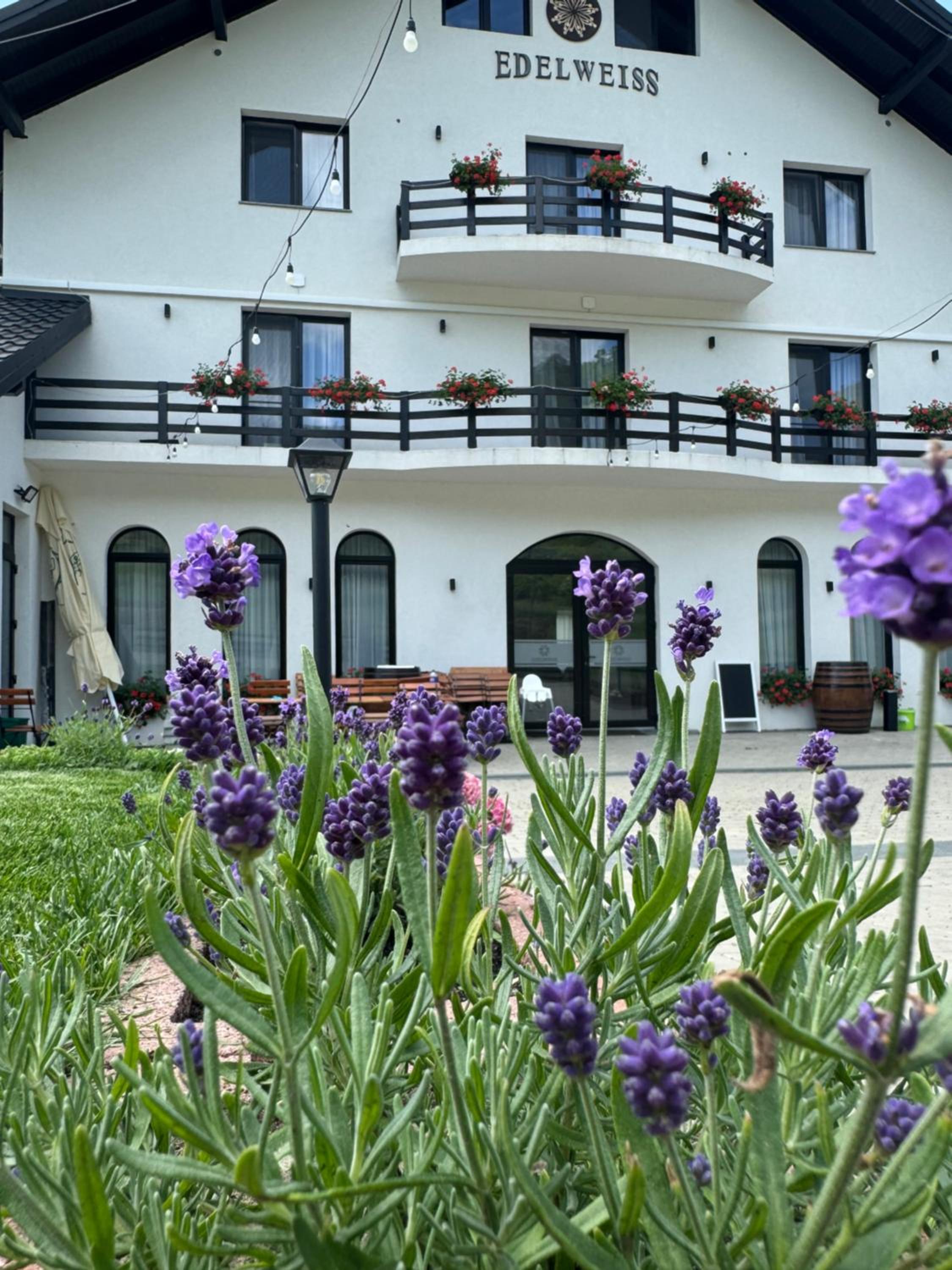 Evenimente Edelweiss view 5