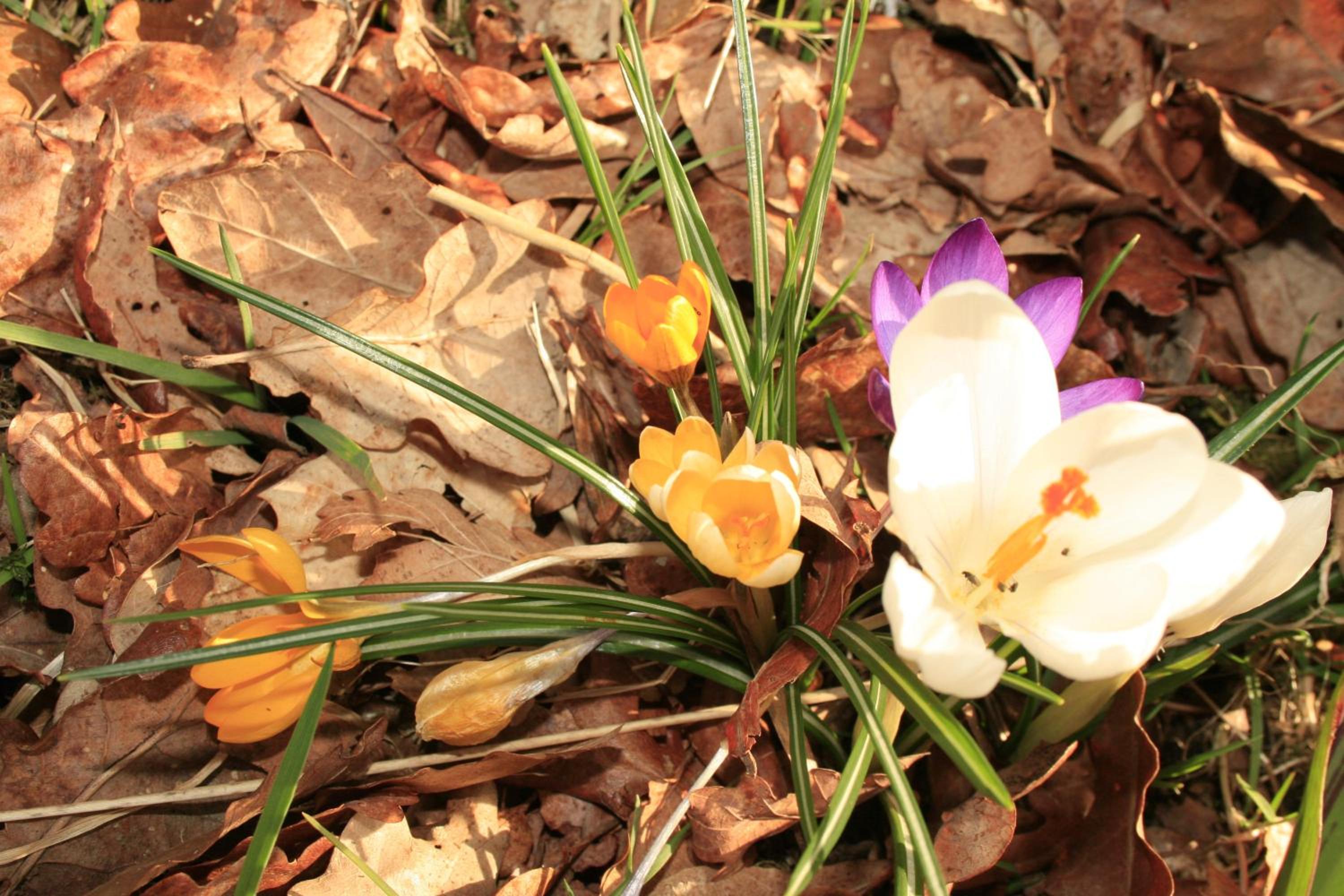 Photo 41