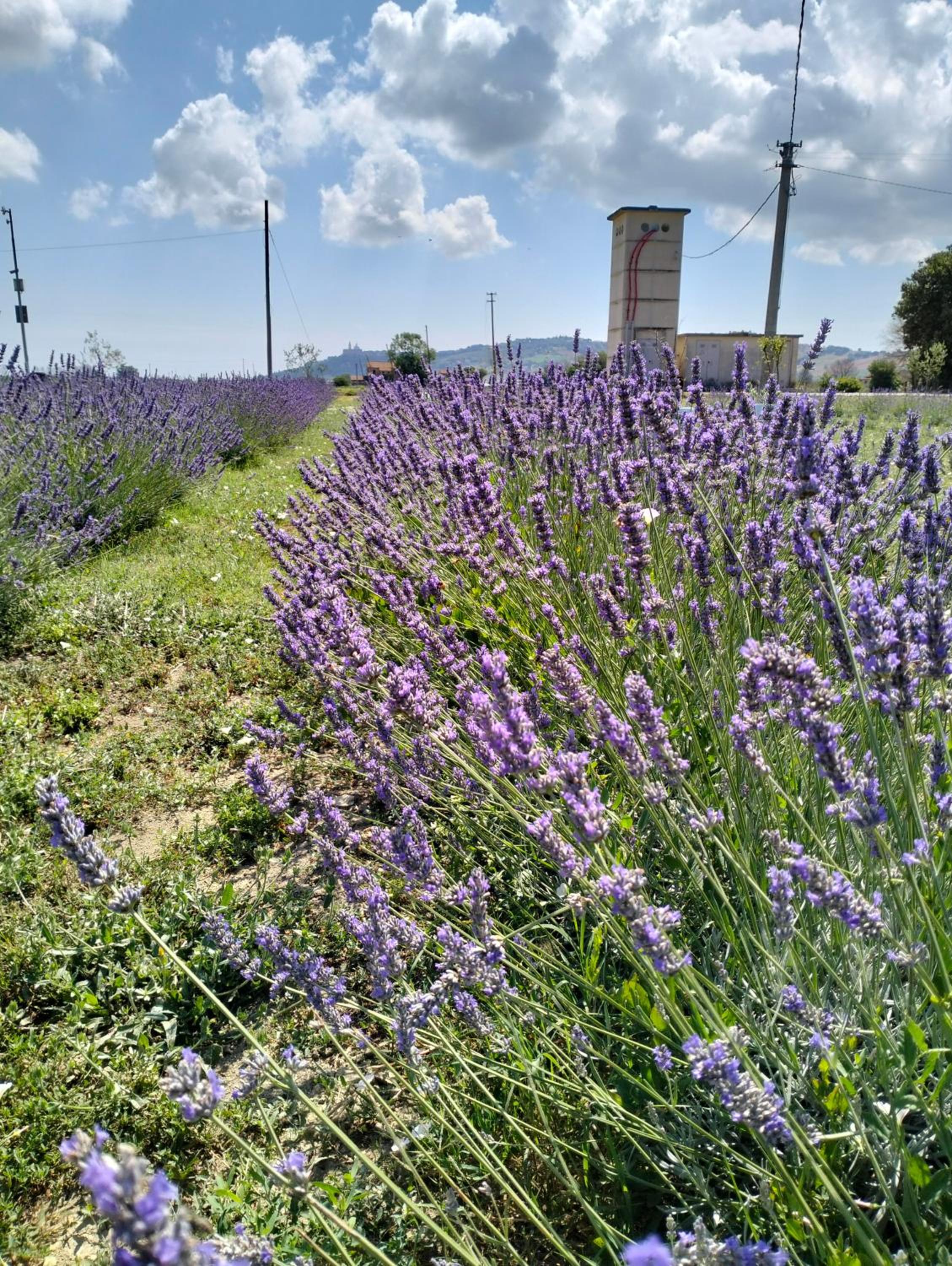CaSAle