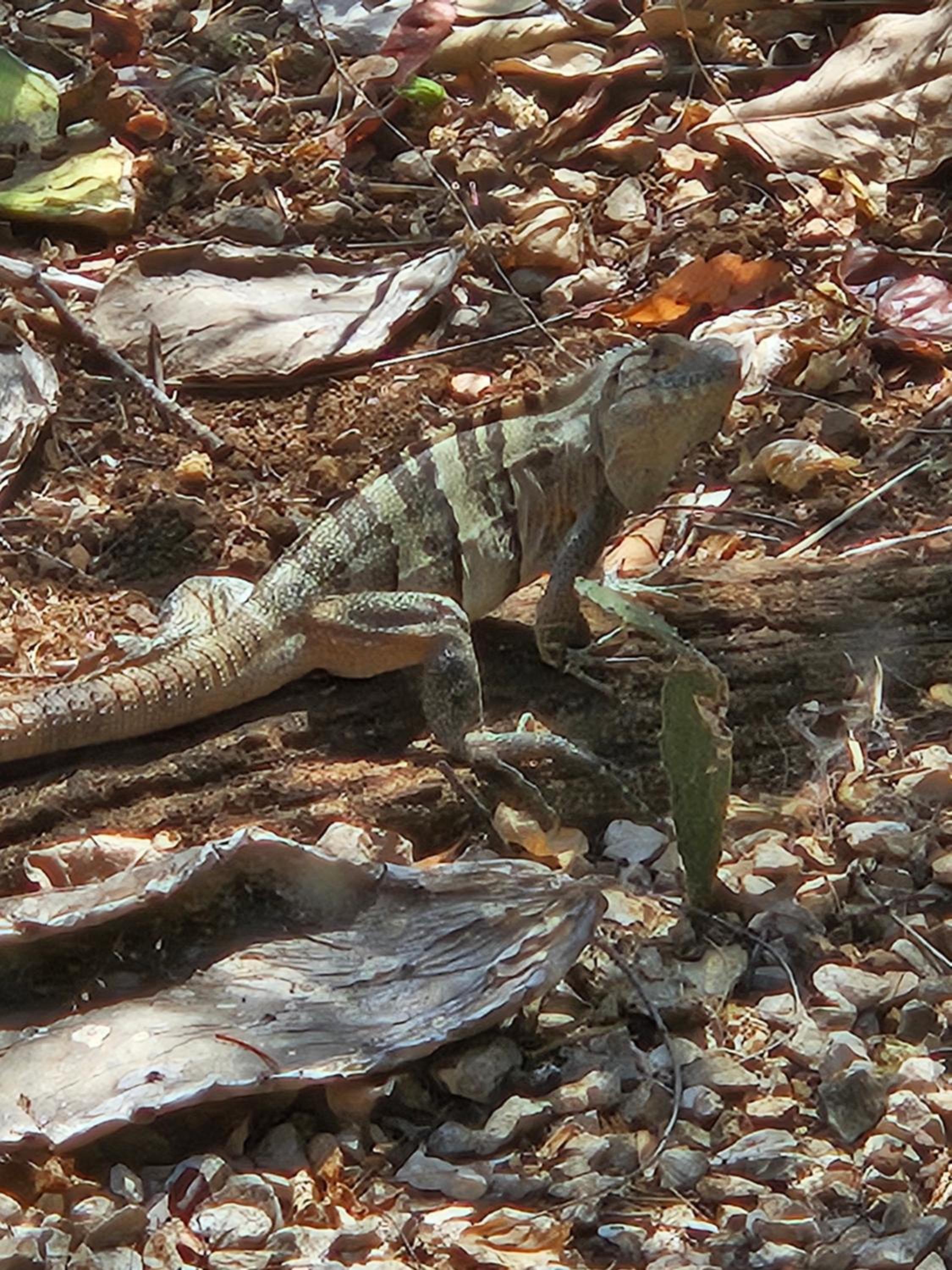 Villas Gecko