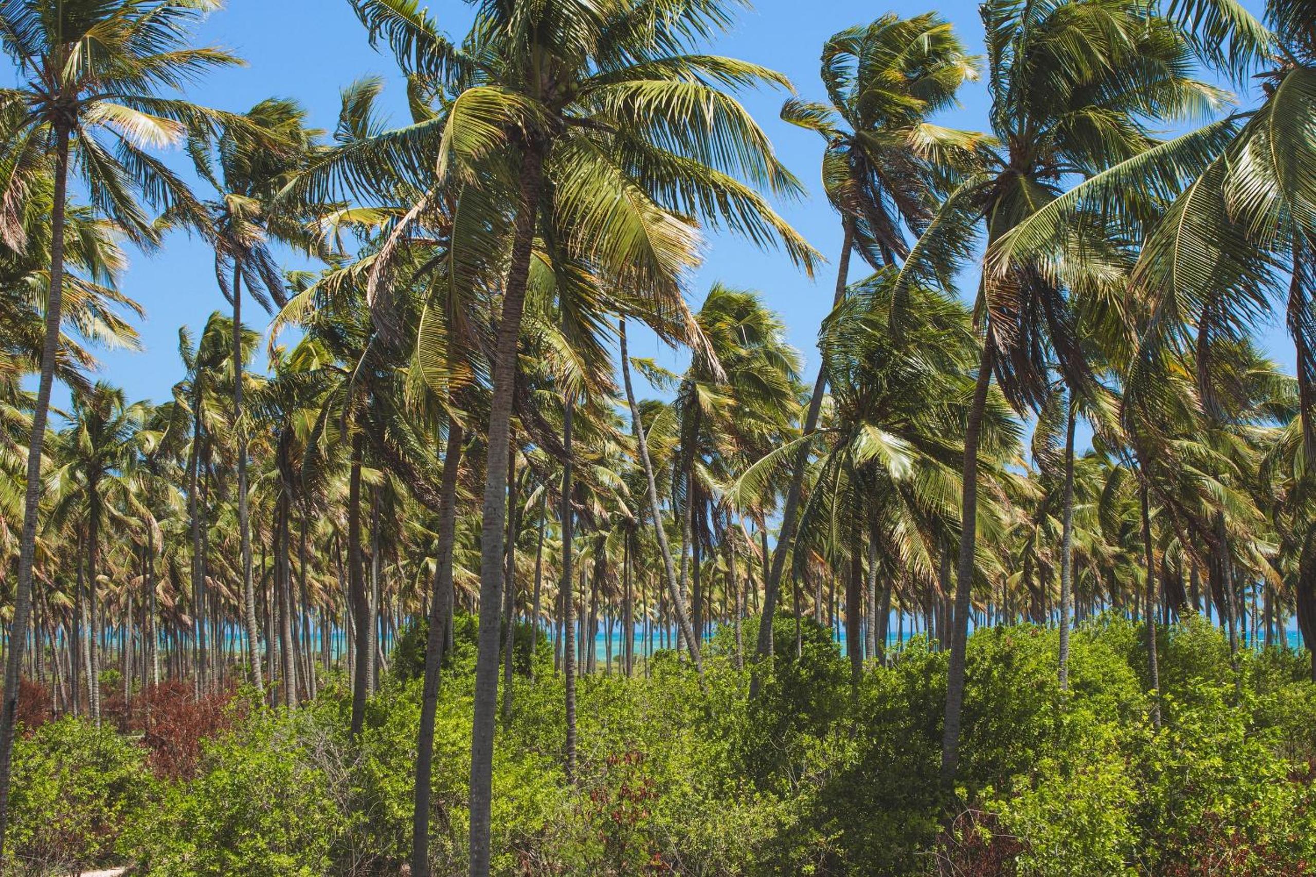 Casa Brise Seu Refúgio Tropical - Hosti