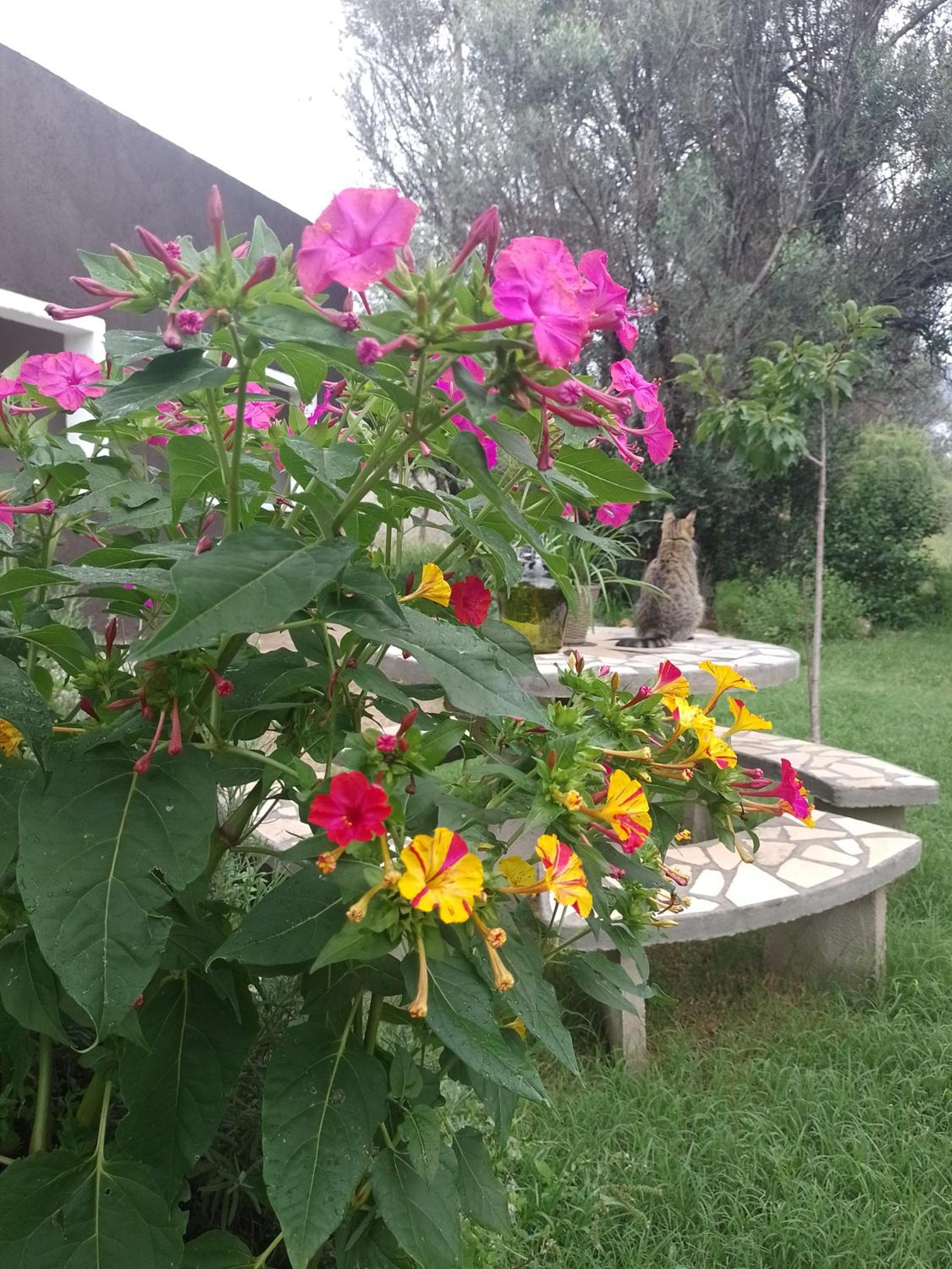 Casa Villa Alba Carpinteria