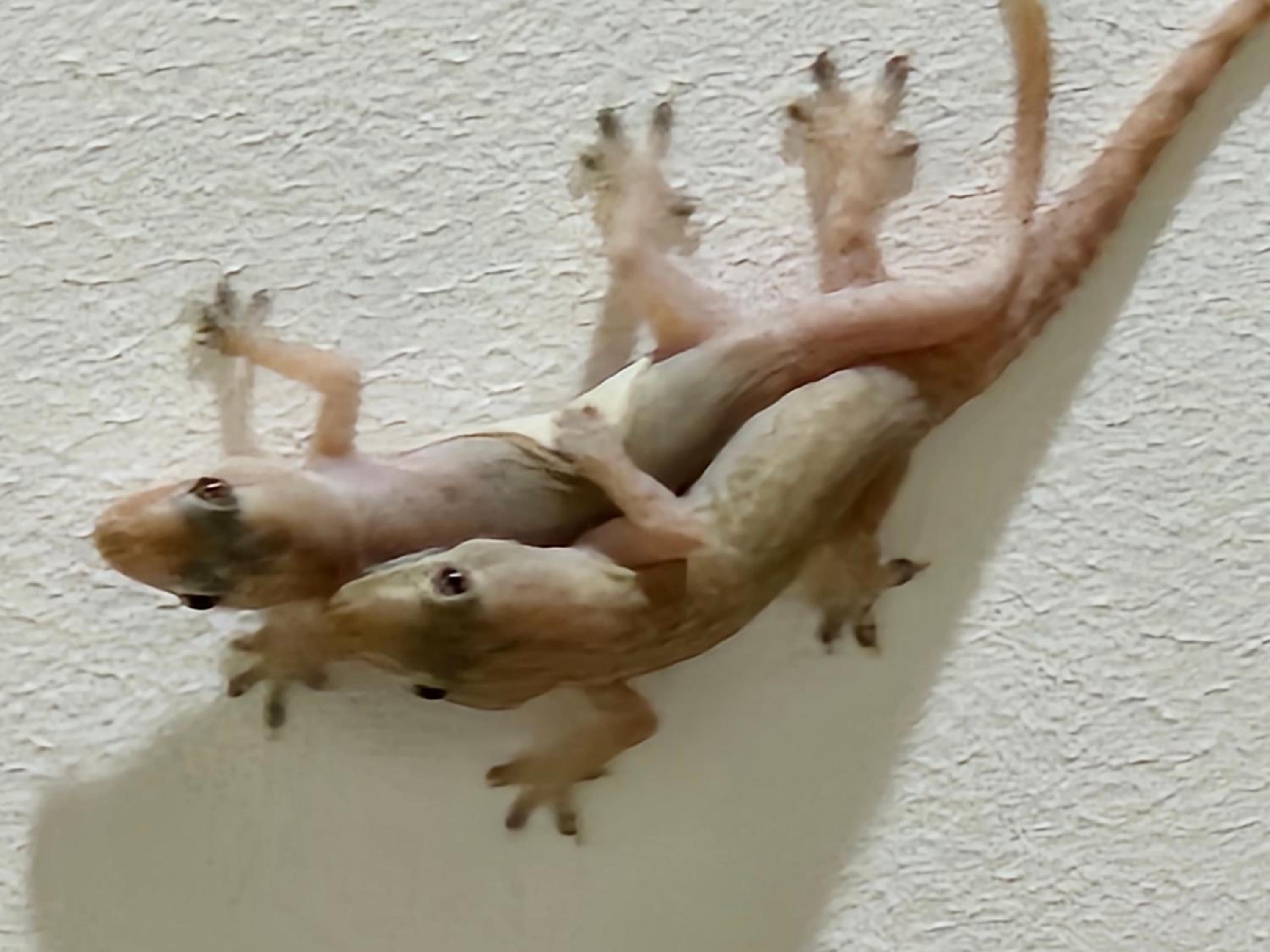 Villas Gecko