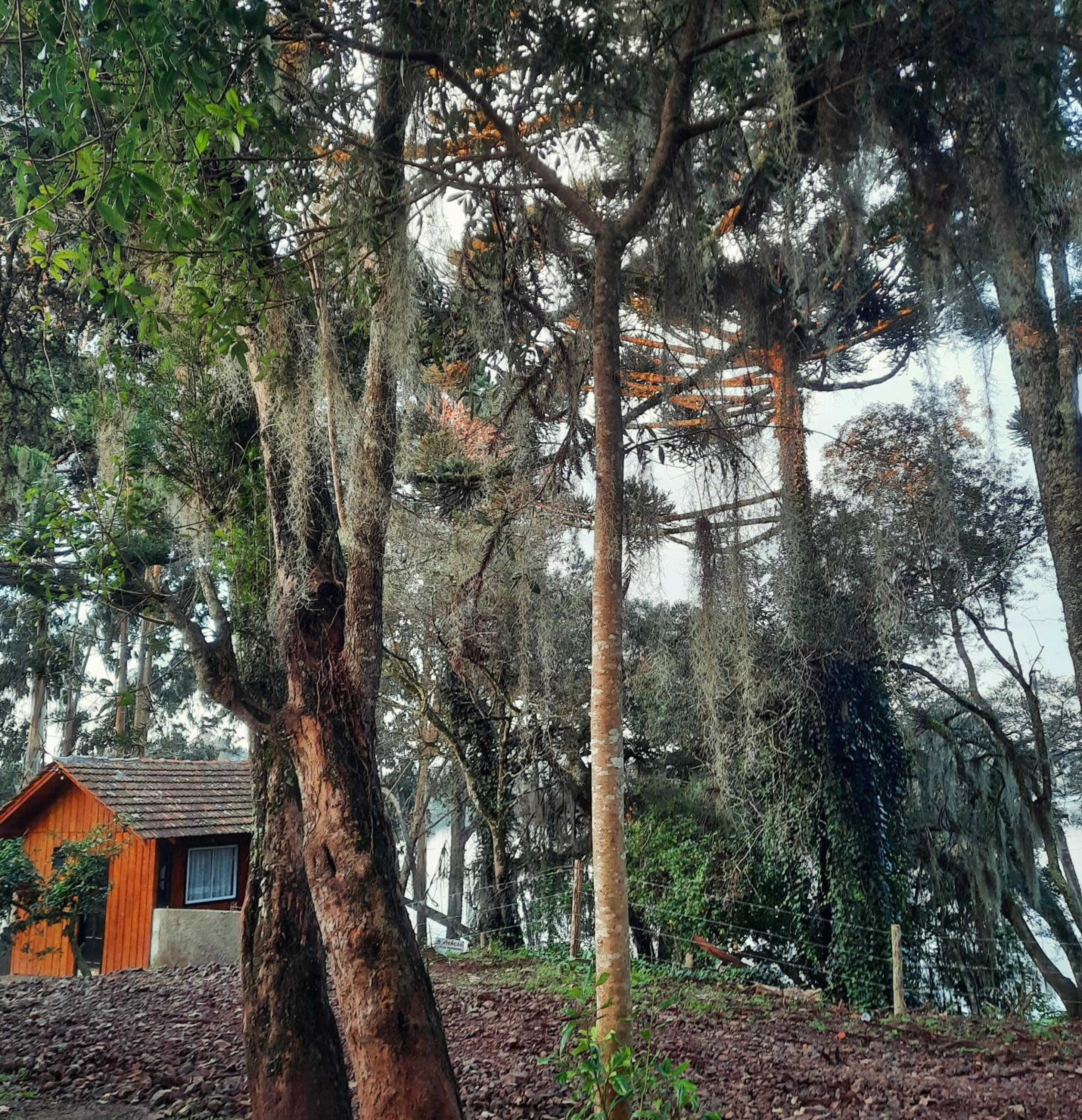 CabanadaArvoreSalto