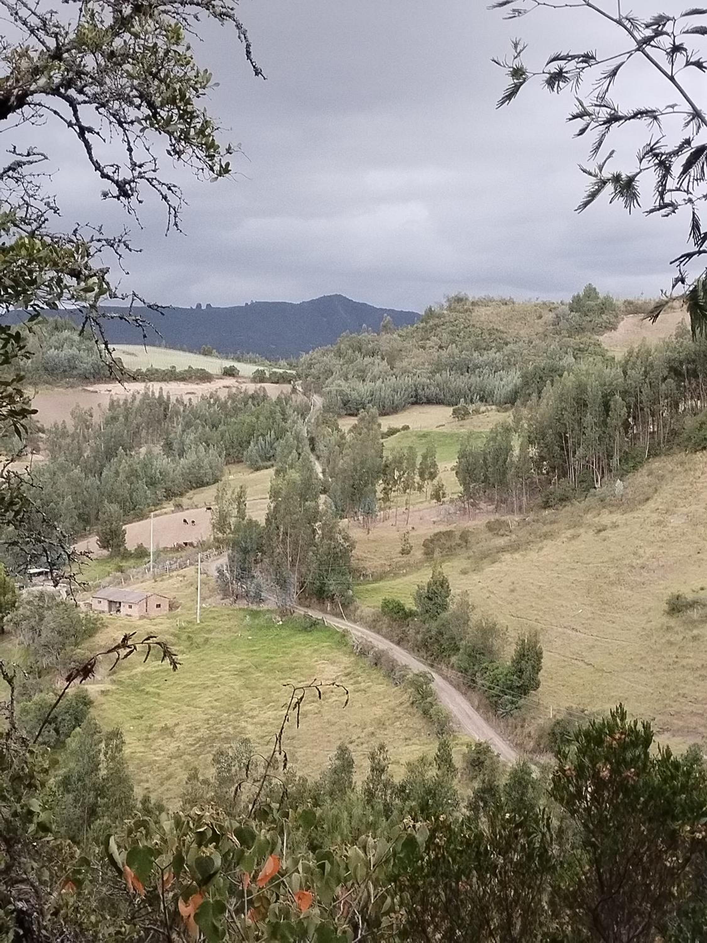Casa Entre Pinos susa
