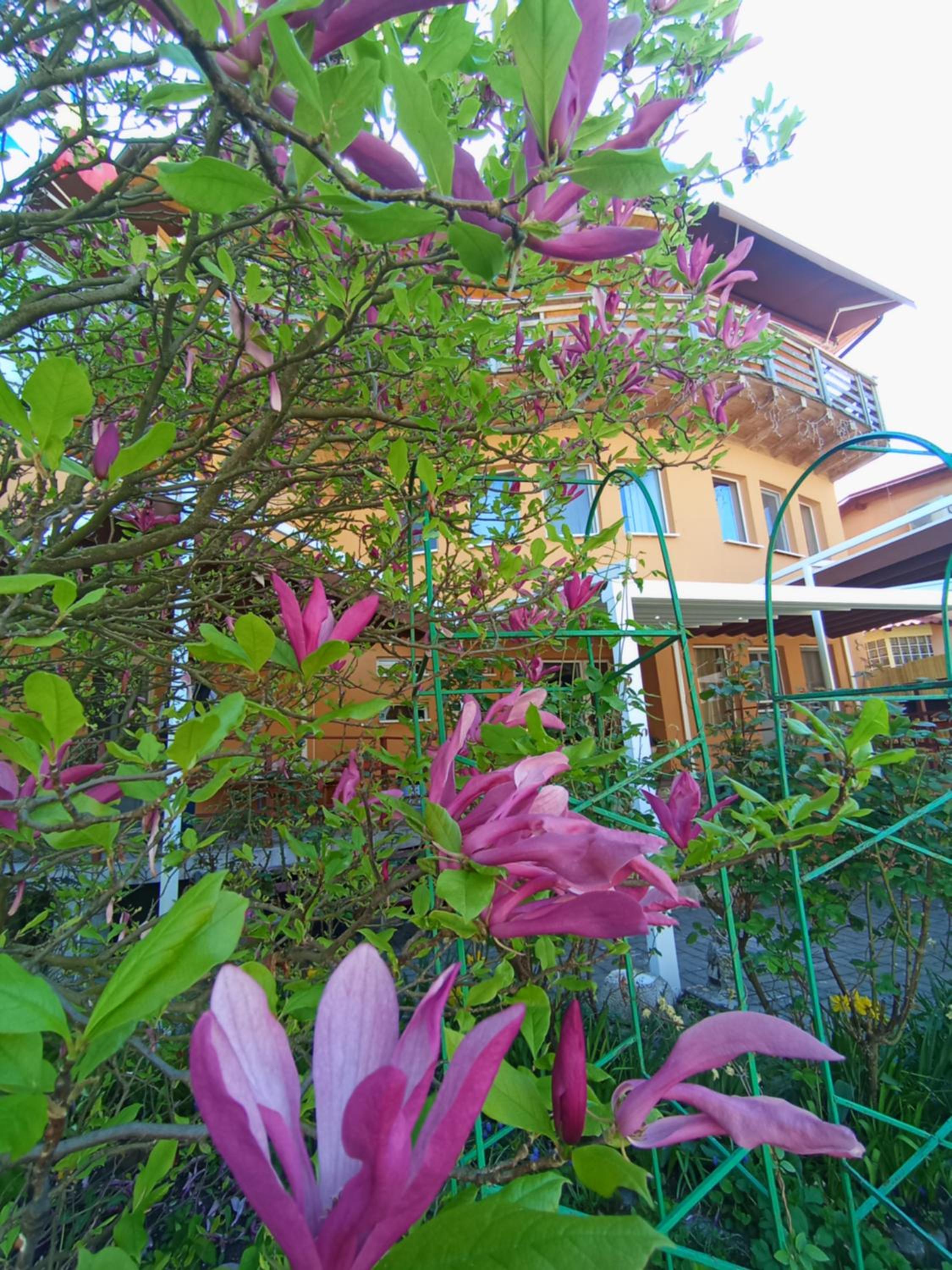 Photo 45