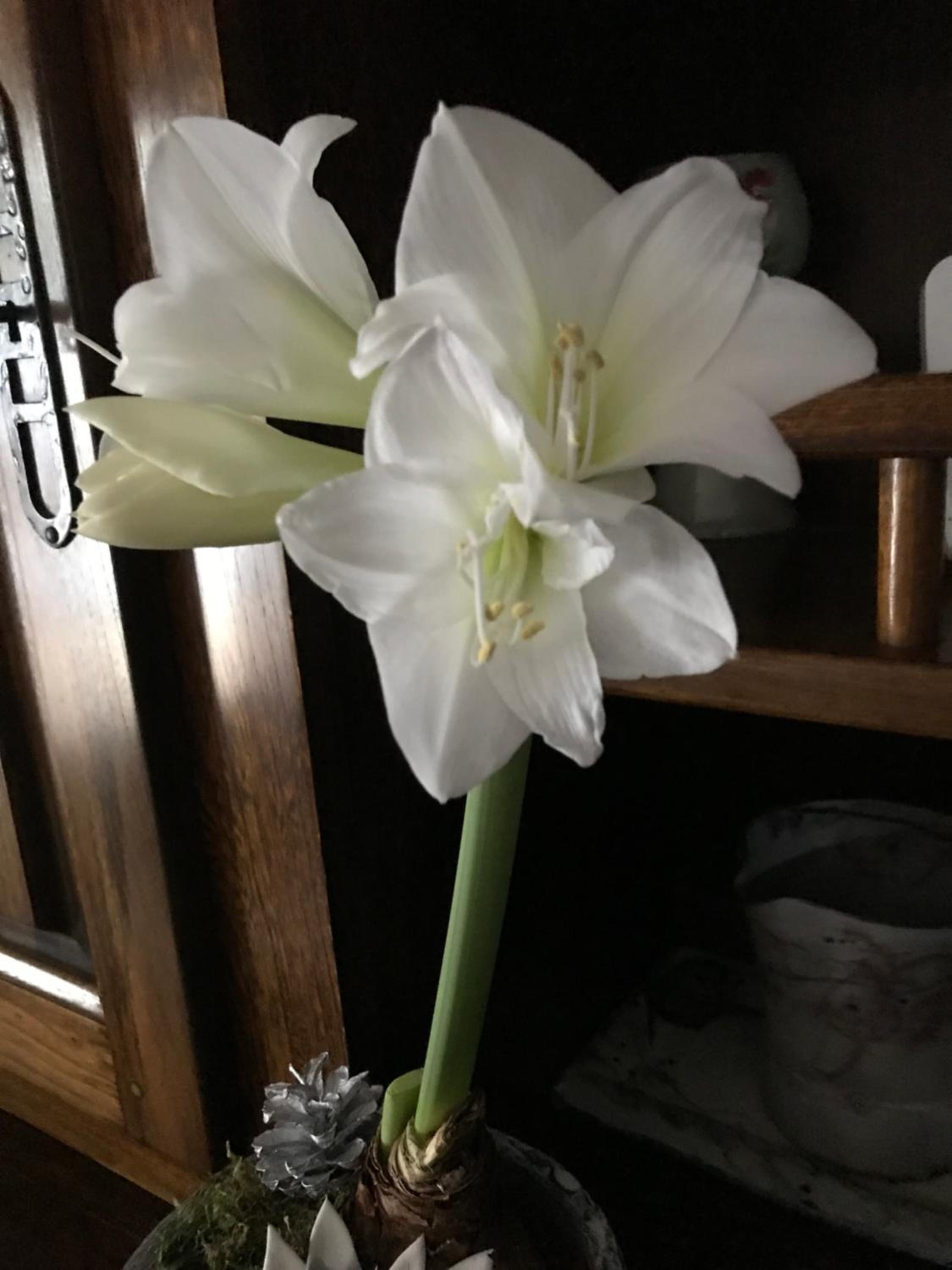 Photo 32