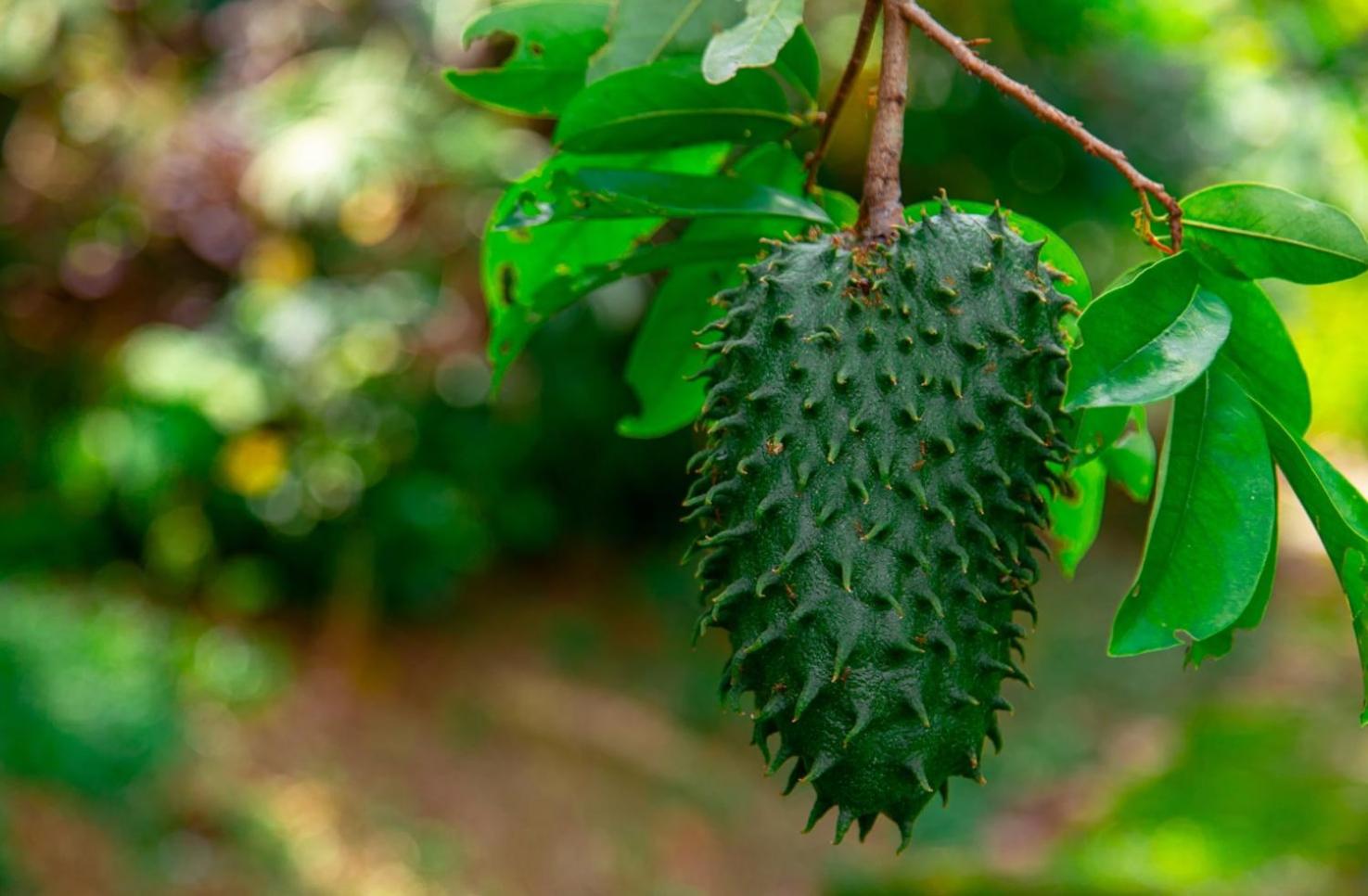 The Dusun