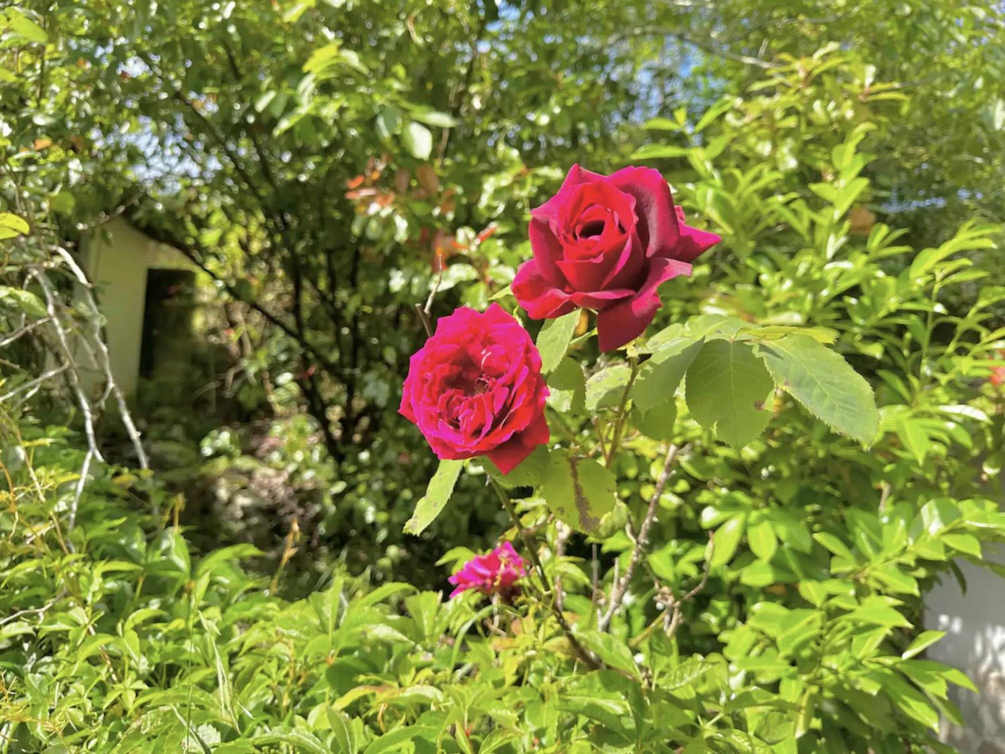 Photo 26
