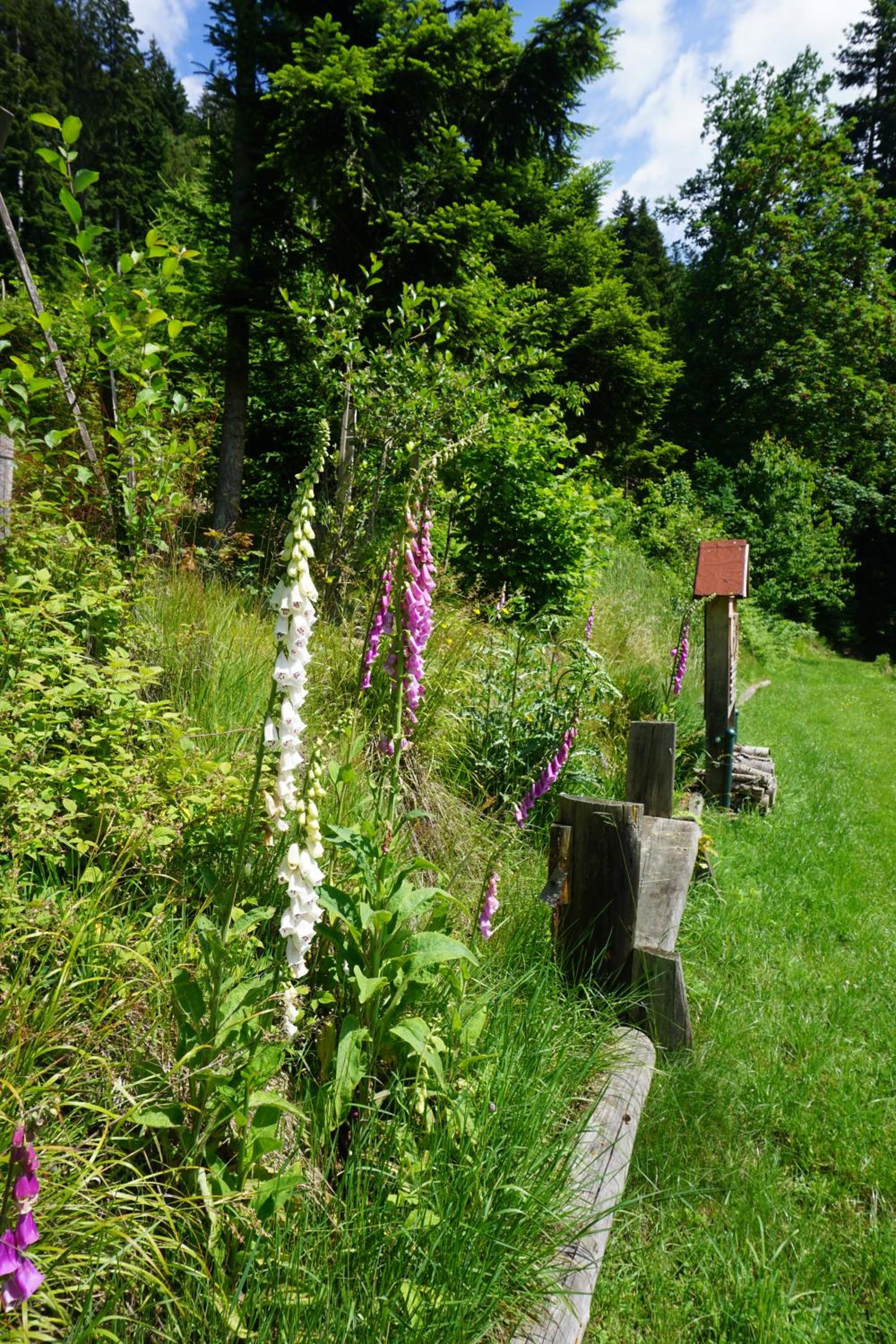 Photo 25