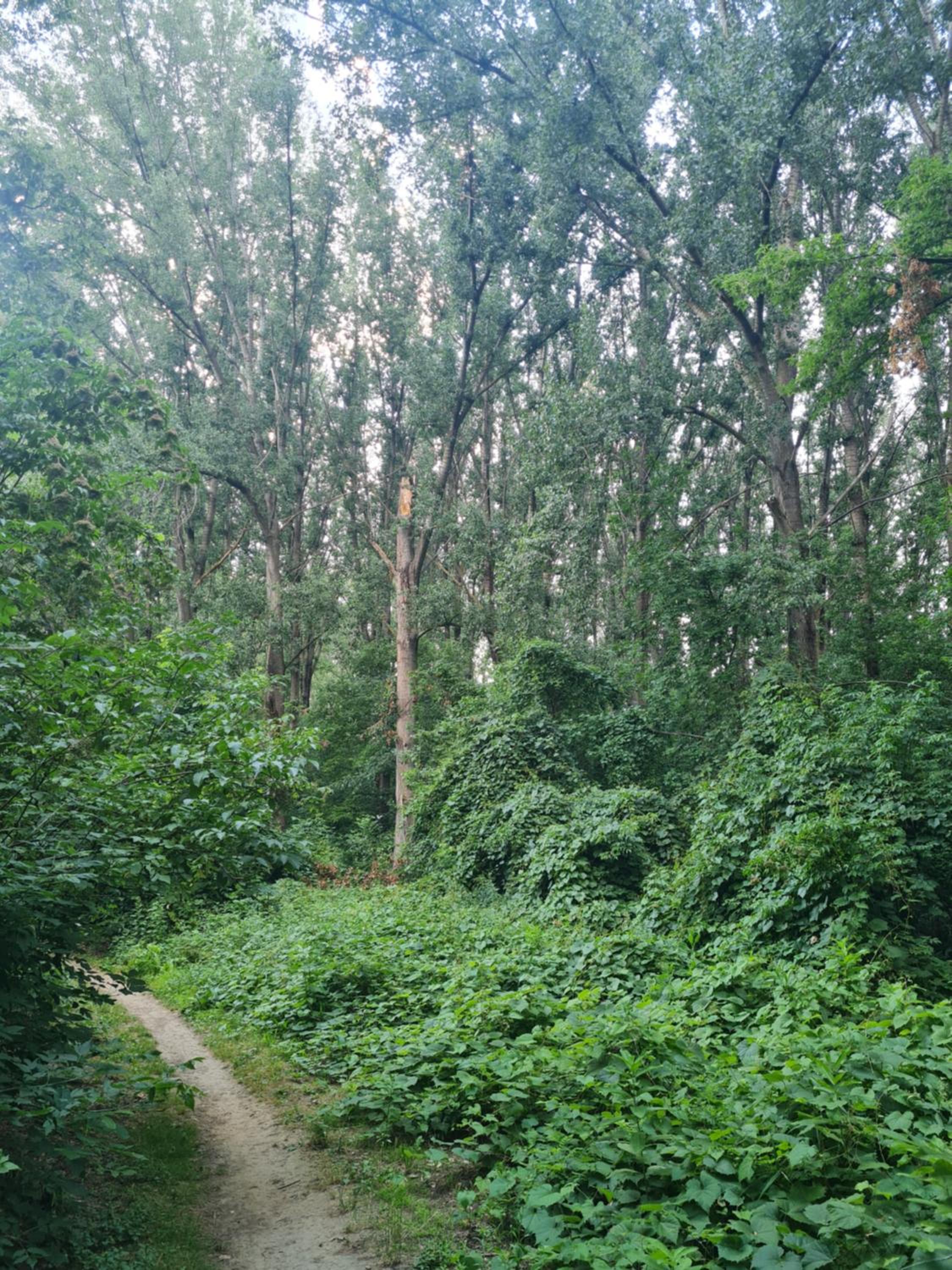Lacilak
