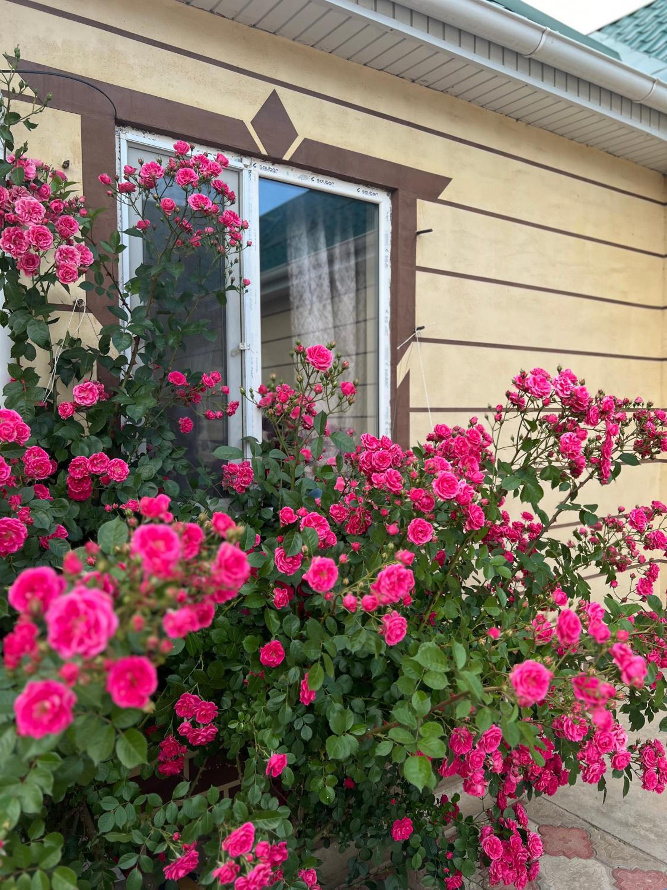 Guest house and yurt camp Svetlana