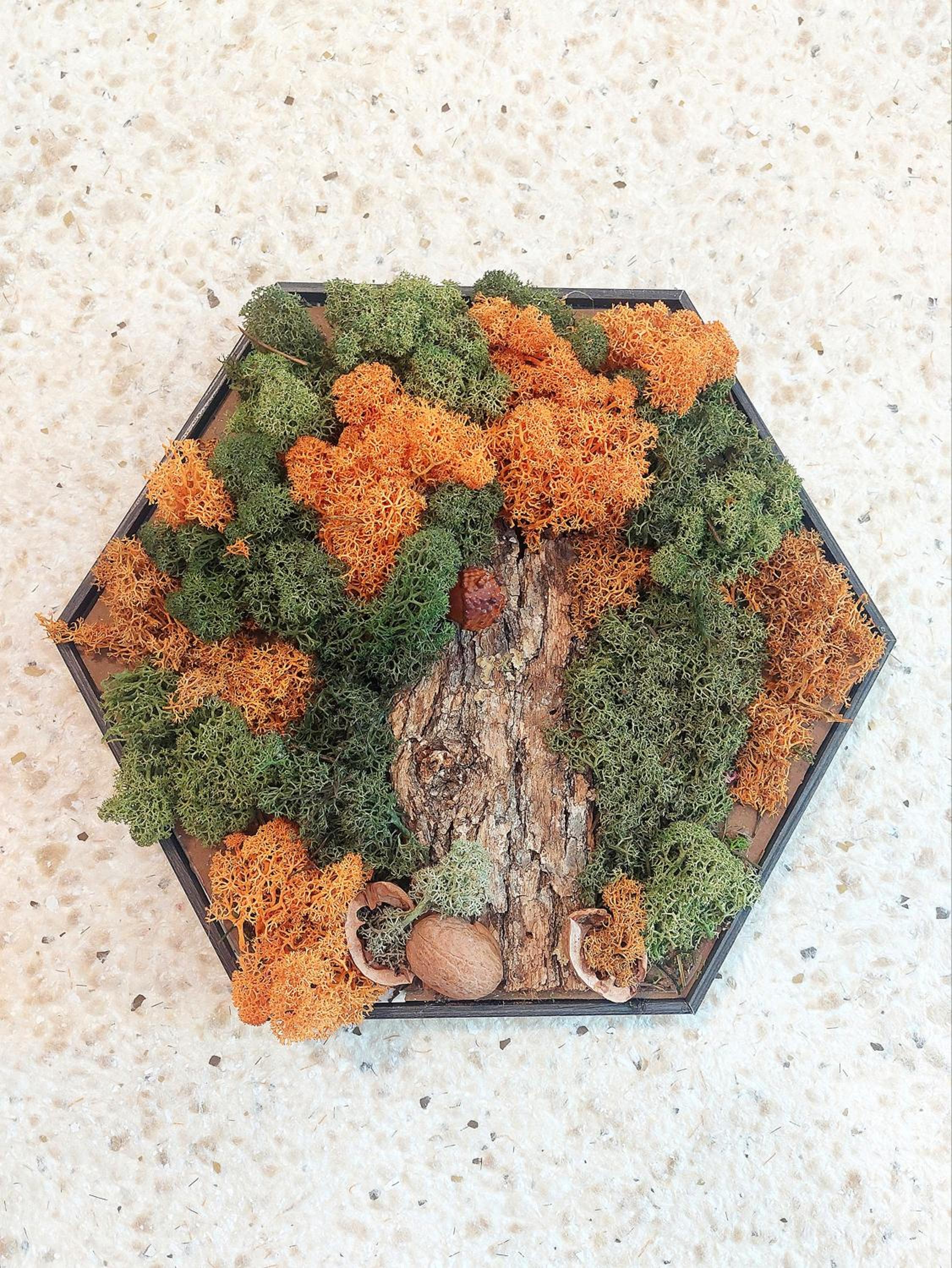 Forest View Apartment