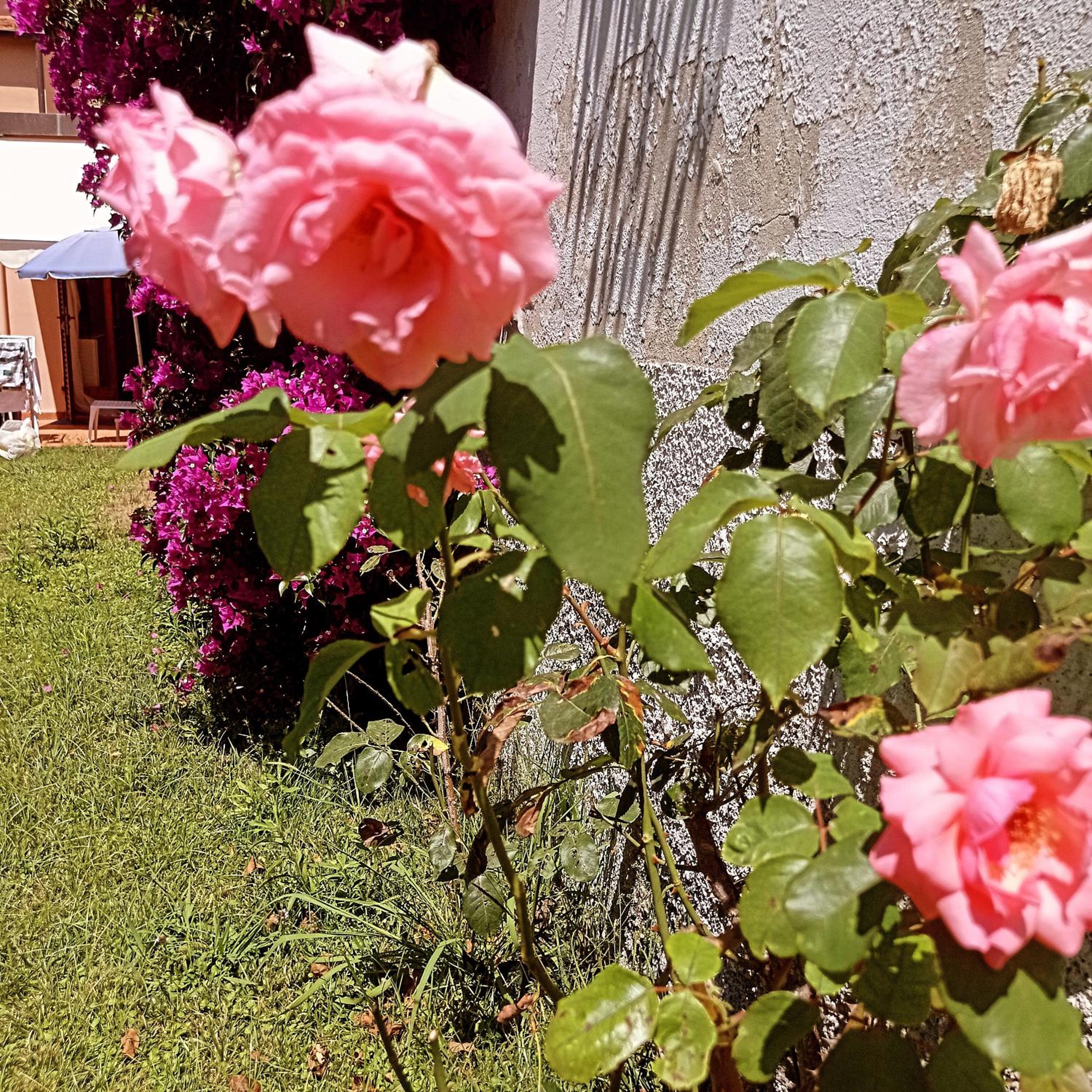 Villa Rosa
