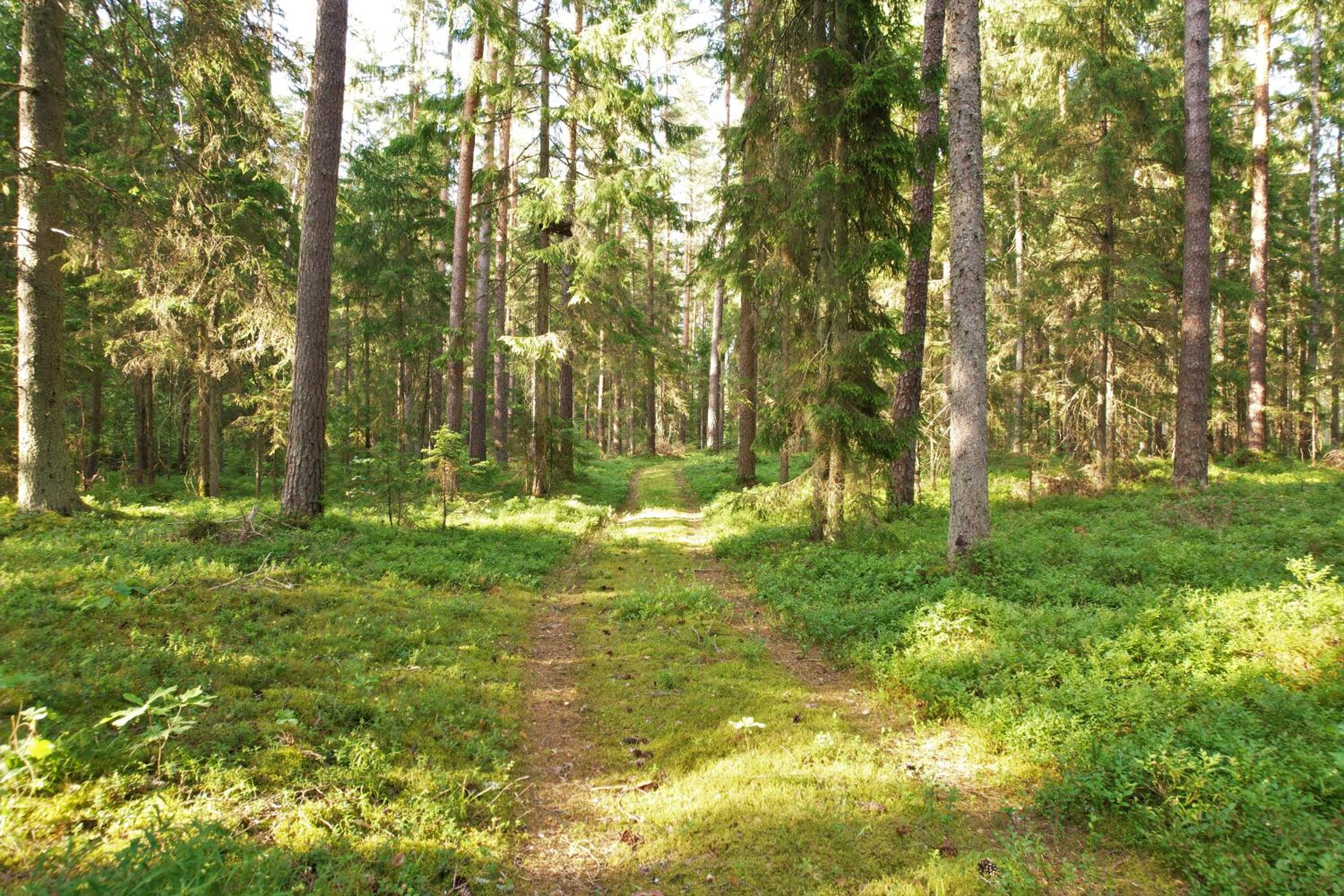 Pasakų trobelė