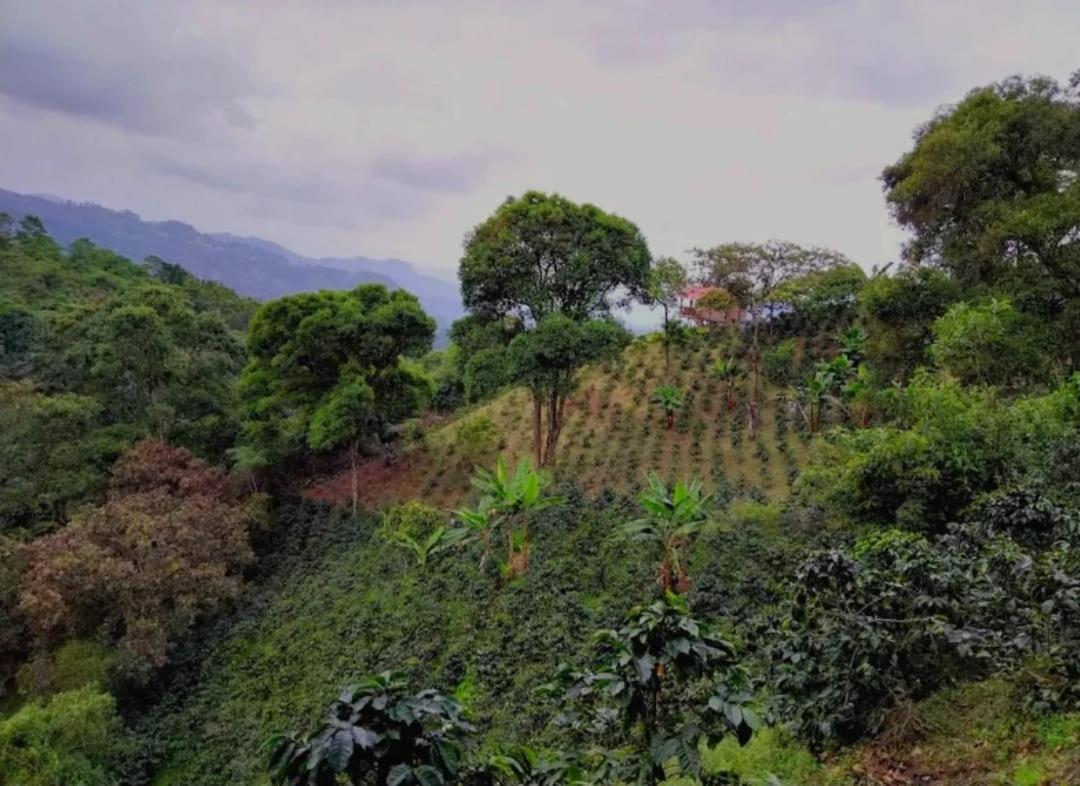 Cabaña cafetera con hermosa vista